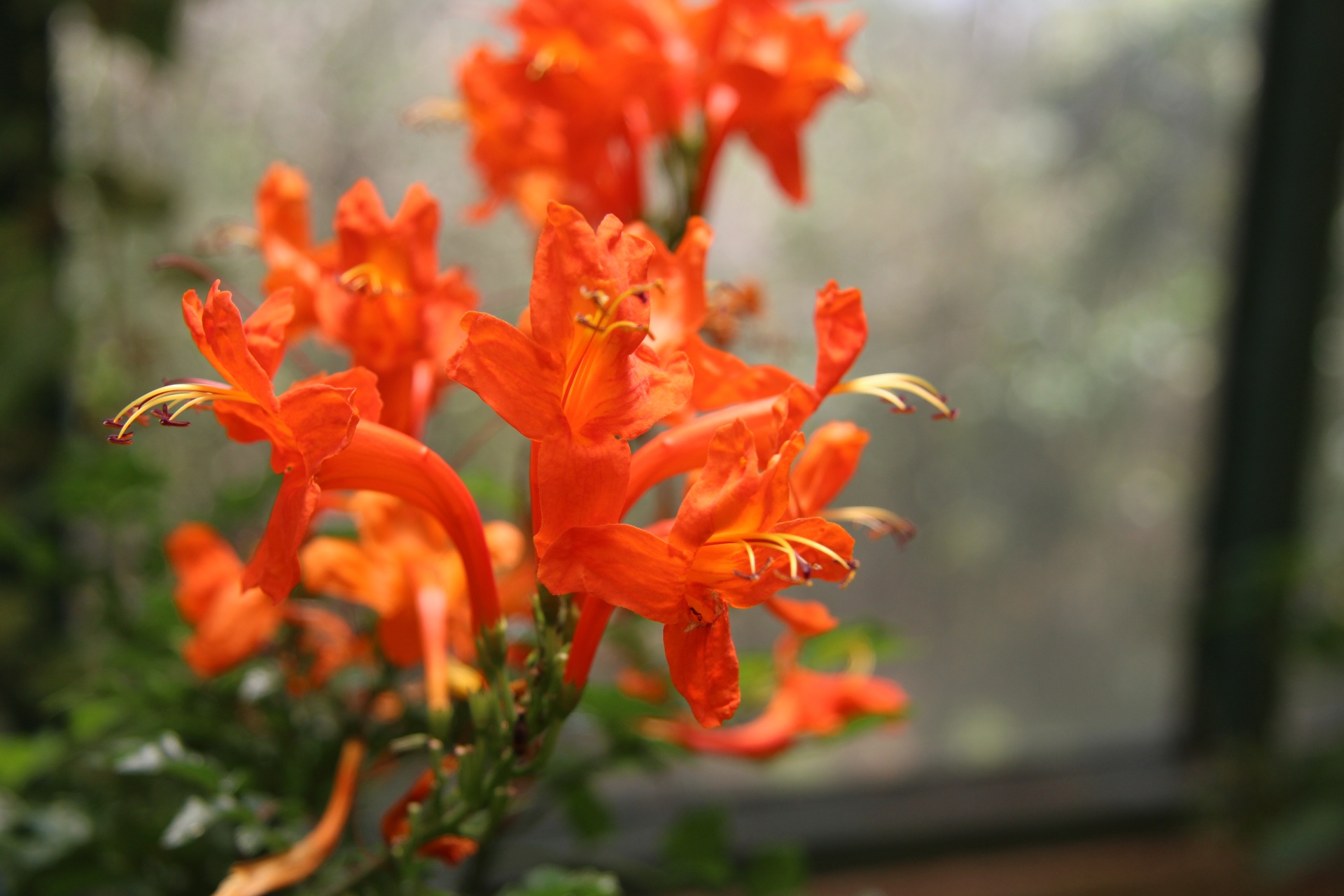 Flor de naranja de Costa Rica