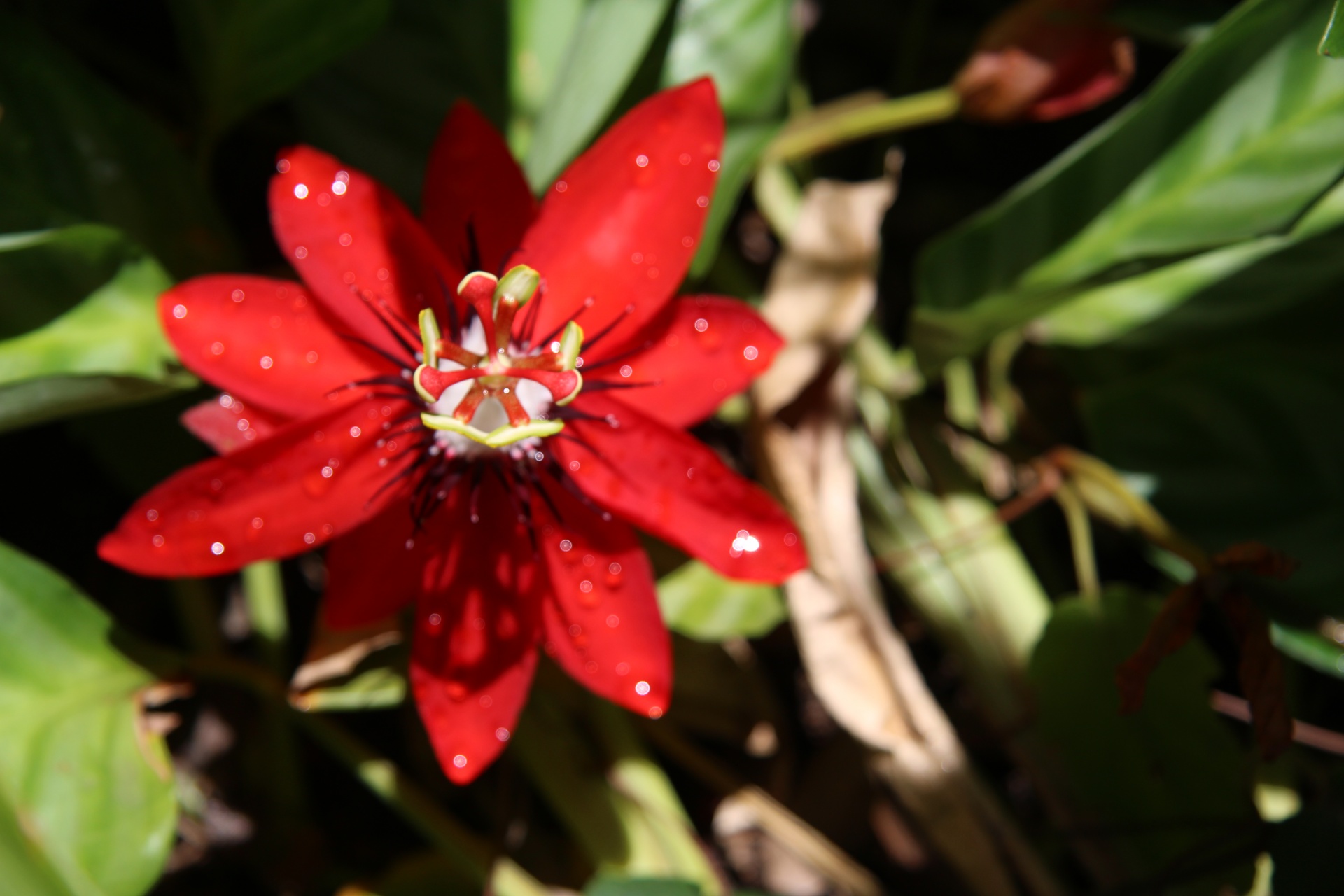 Kostarika červený květ