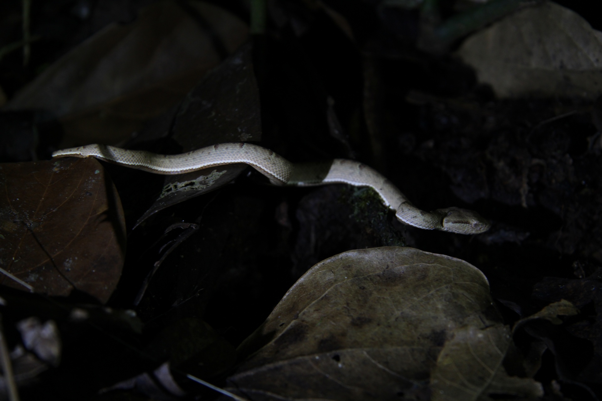 Kostarický had
