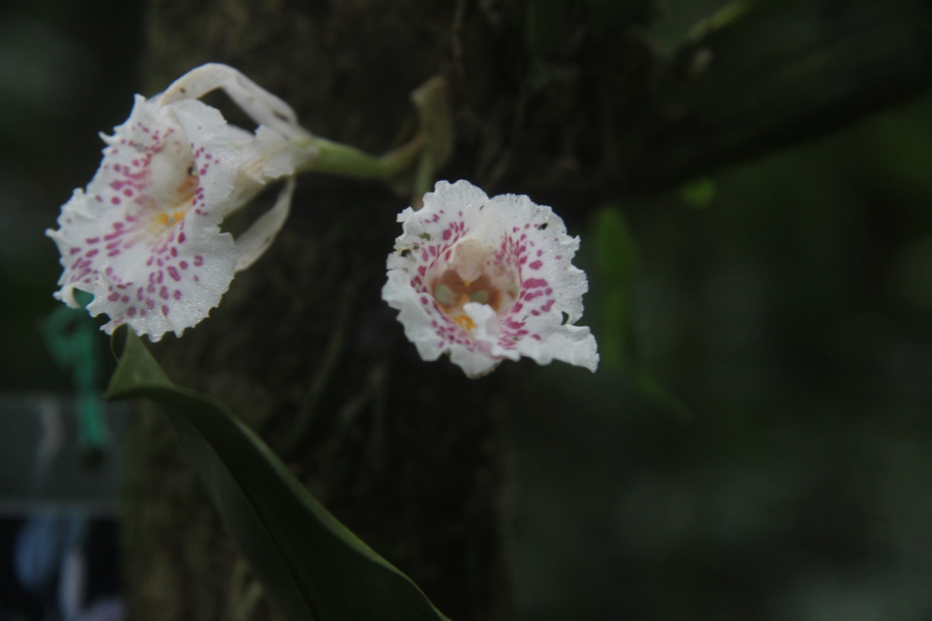 Orquídea selvagem da Costa Rica