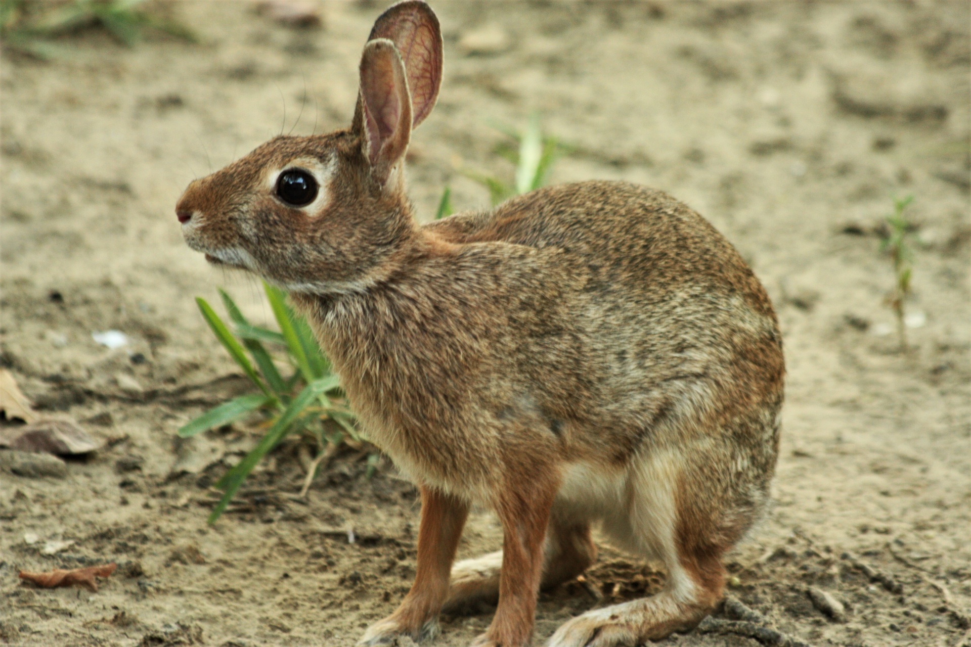 Cottontail králík, detail