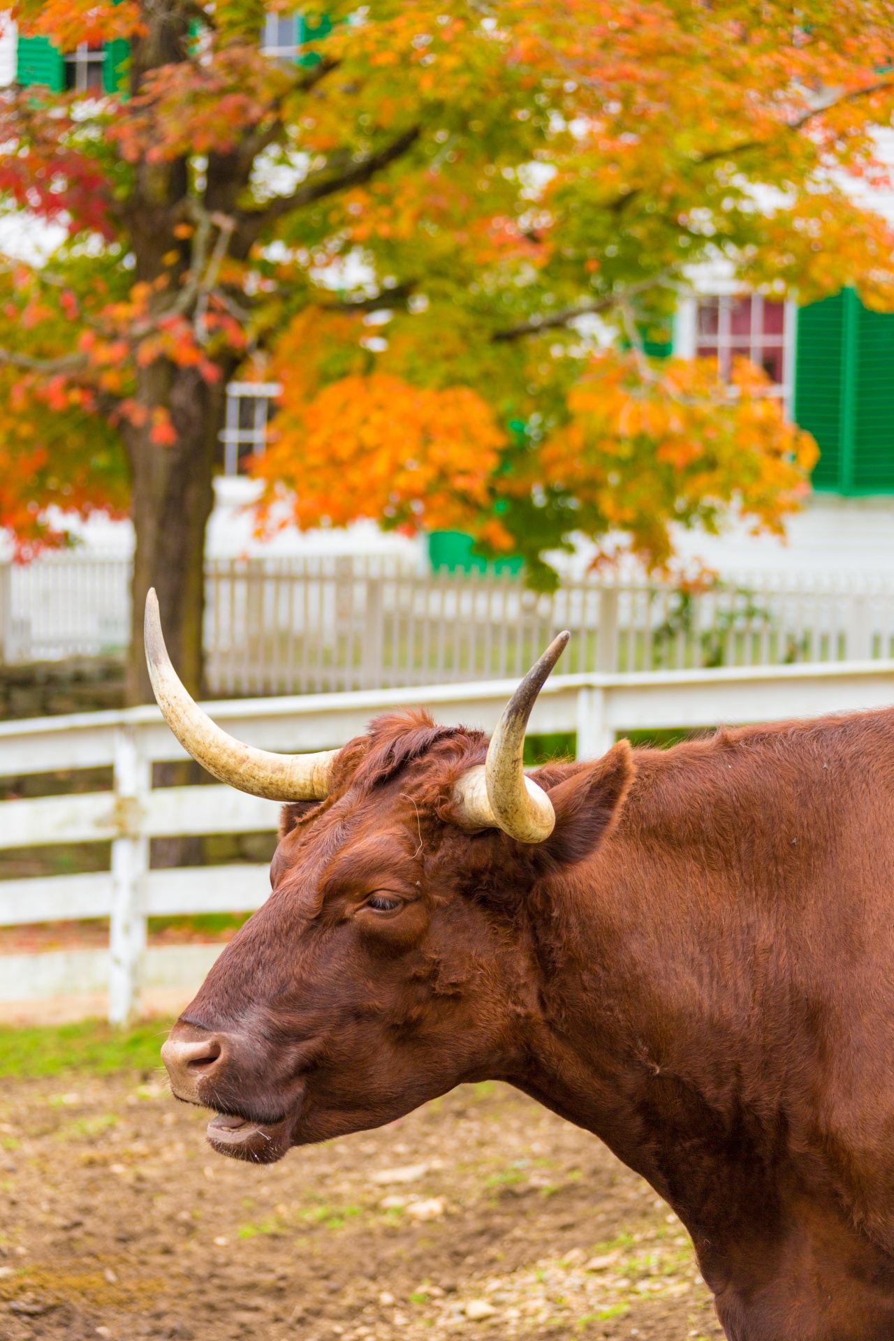 Kráva na podzim