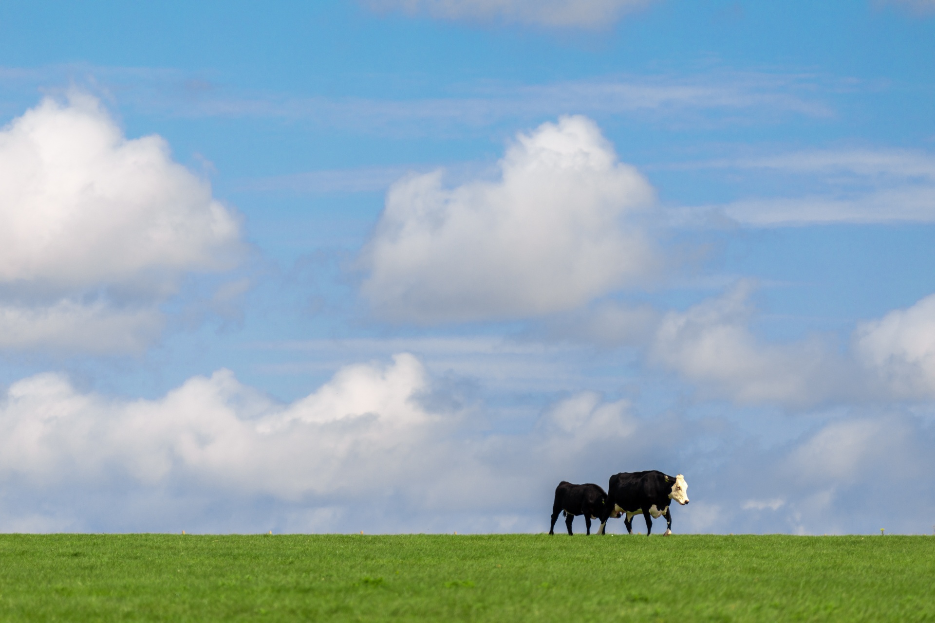 Vaca en un horizonte
