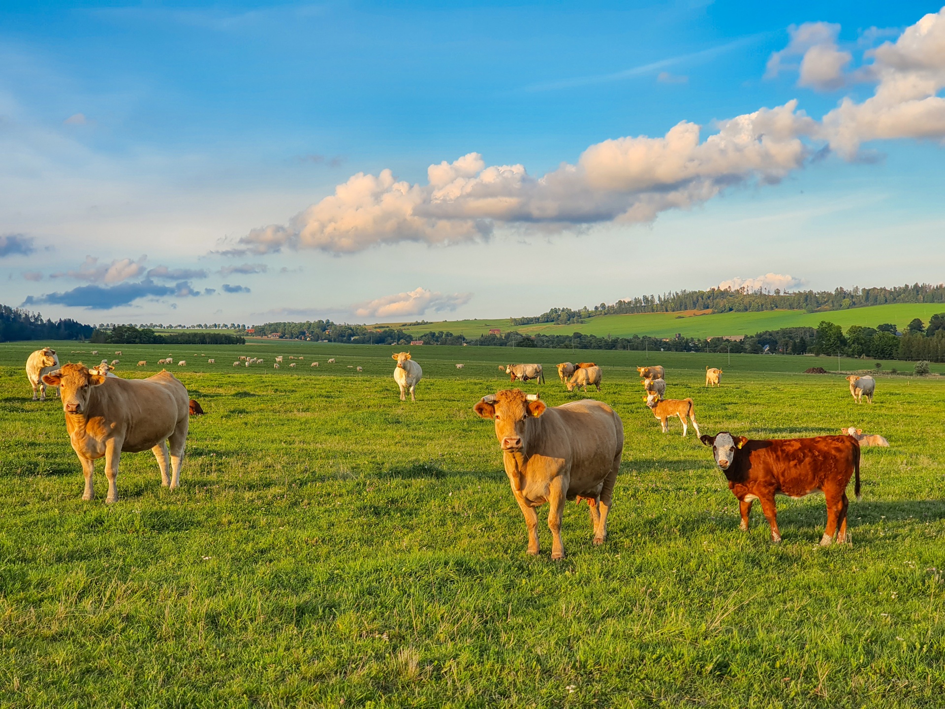 Krávy na pastvině
