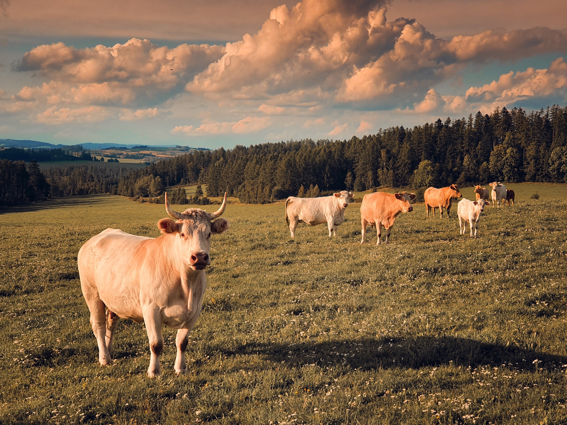 Krávy na pastvině