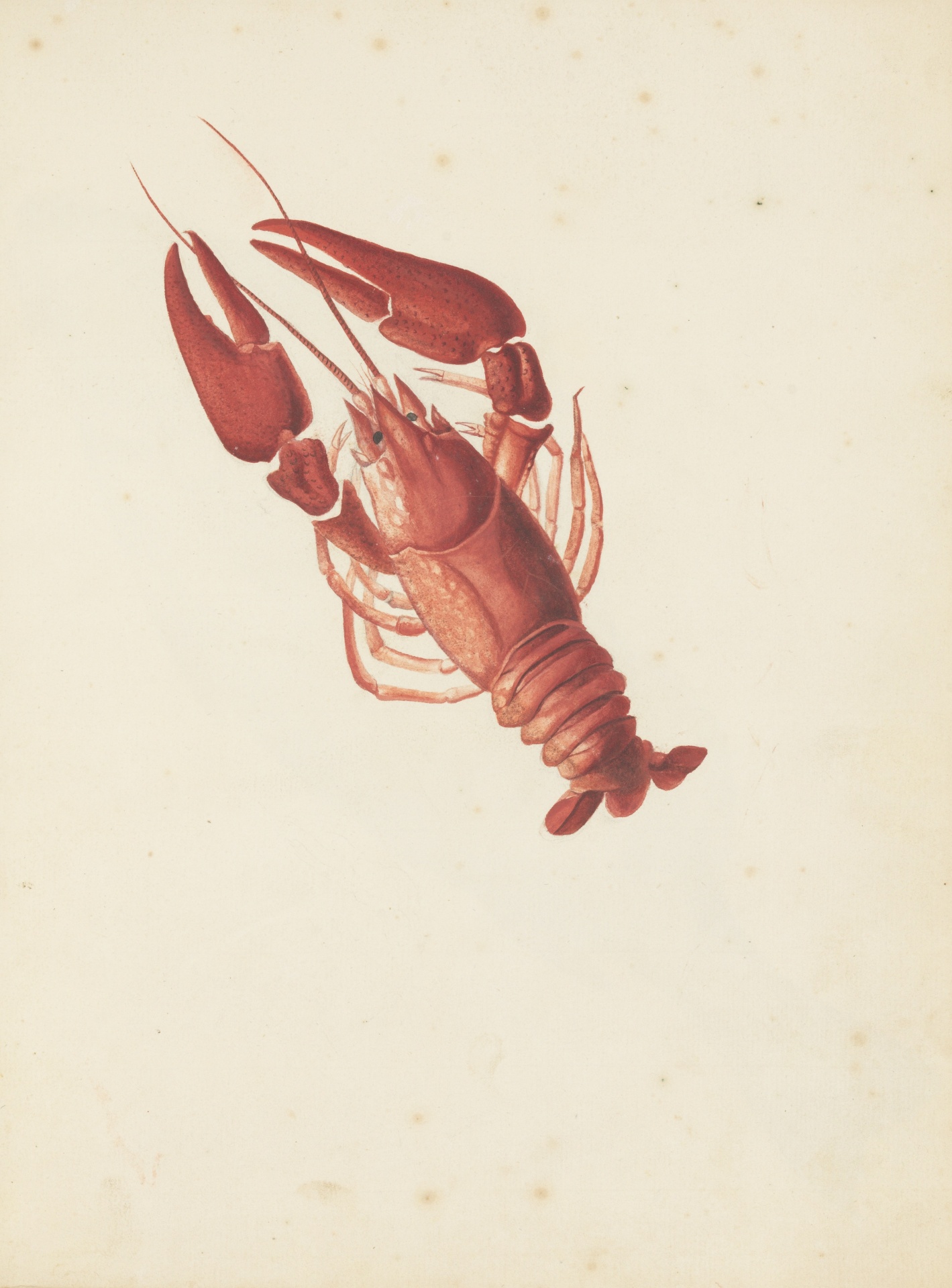 Crayfish Crawfish