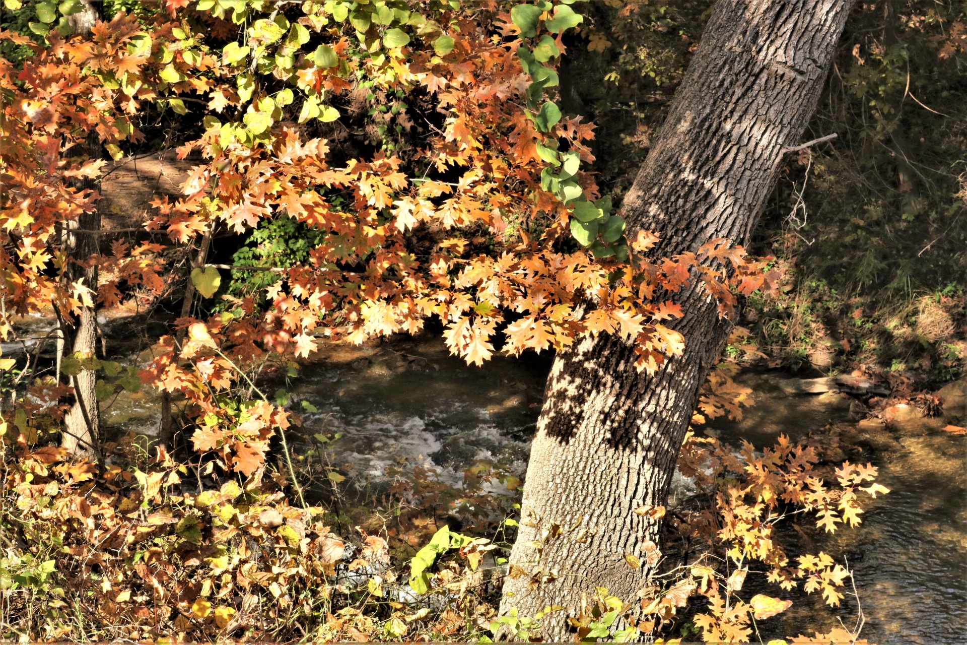 Potok podzimní listí