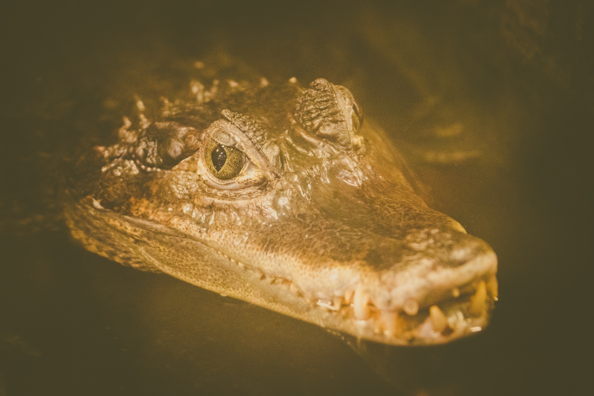 Krokodýl portrét