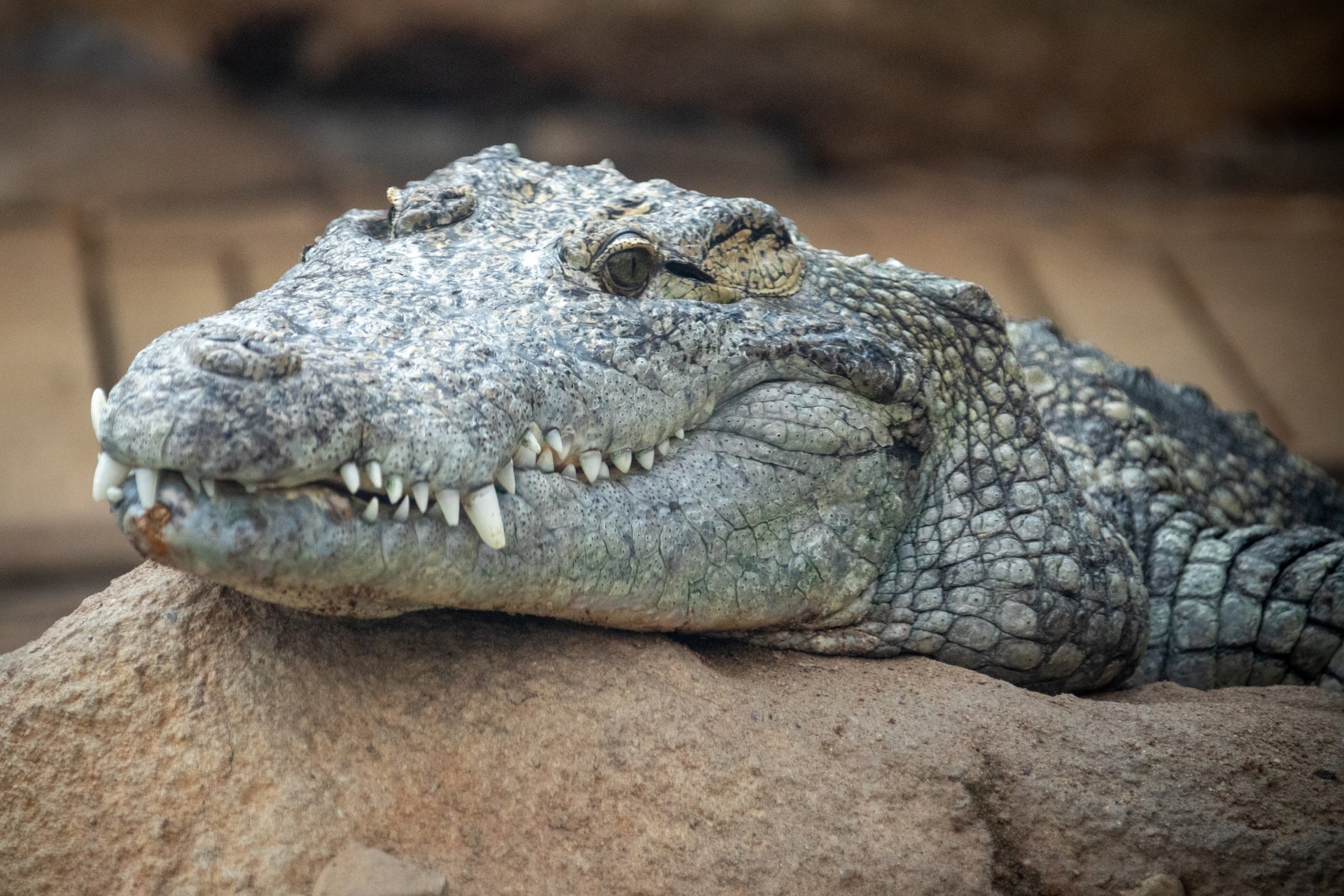 Portret de crocodil