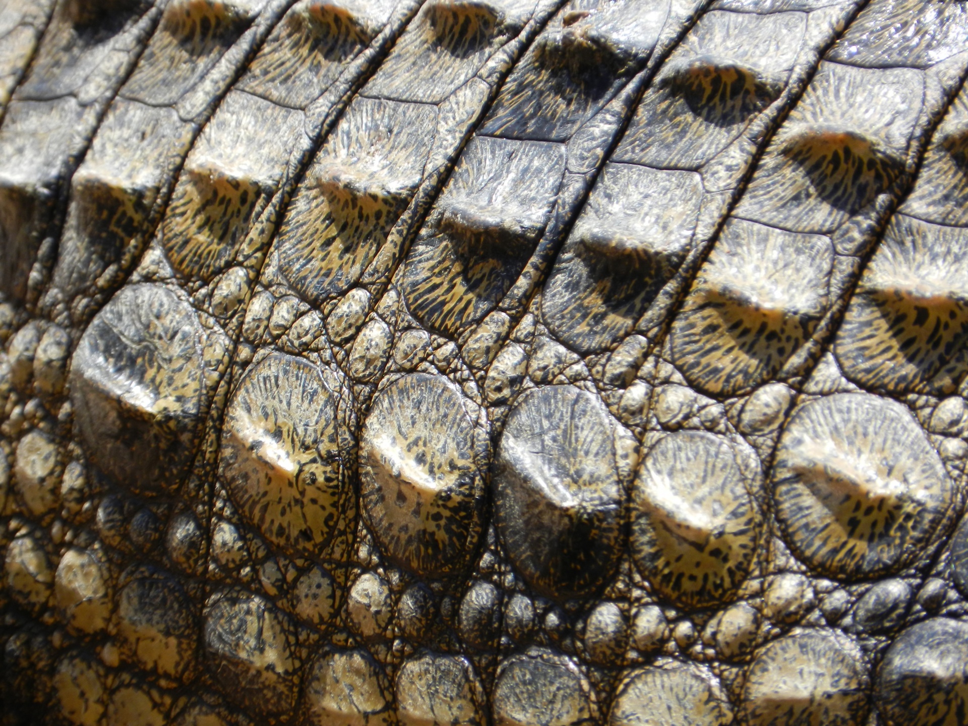 Krokodýlí kůže 1