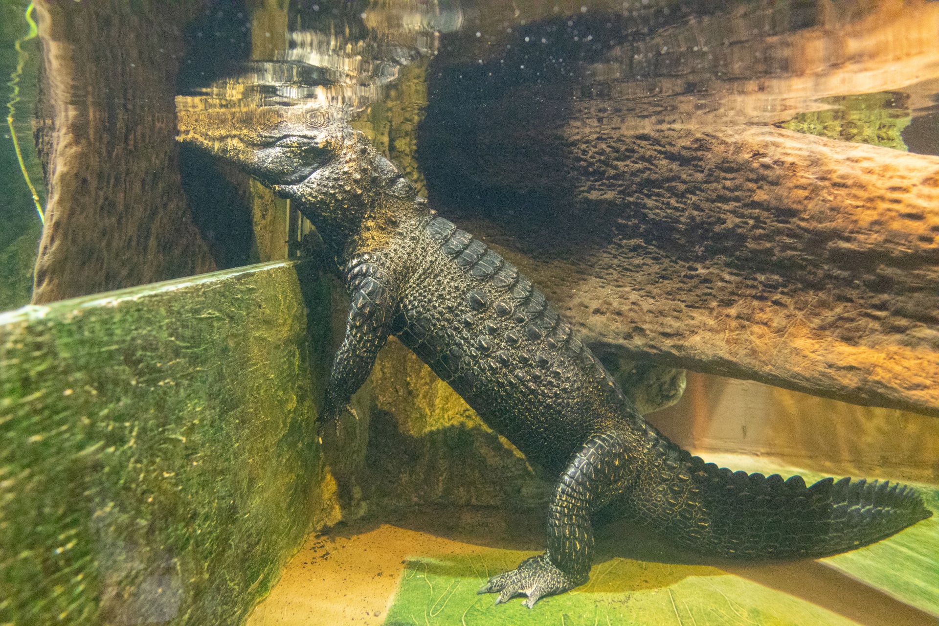 Crocodilo debaixo d'água