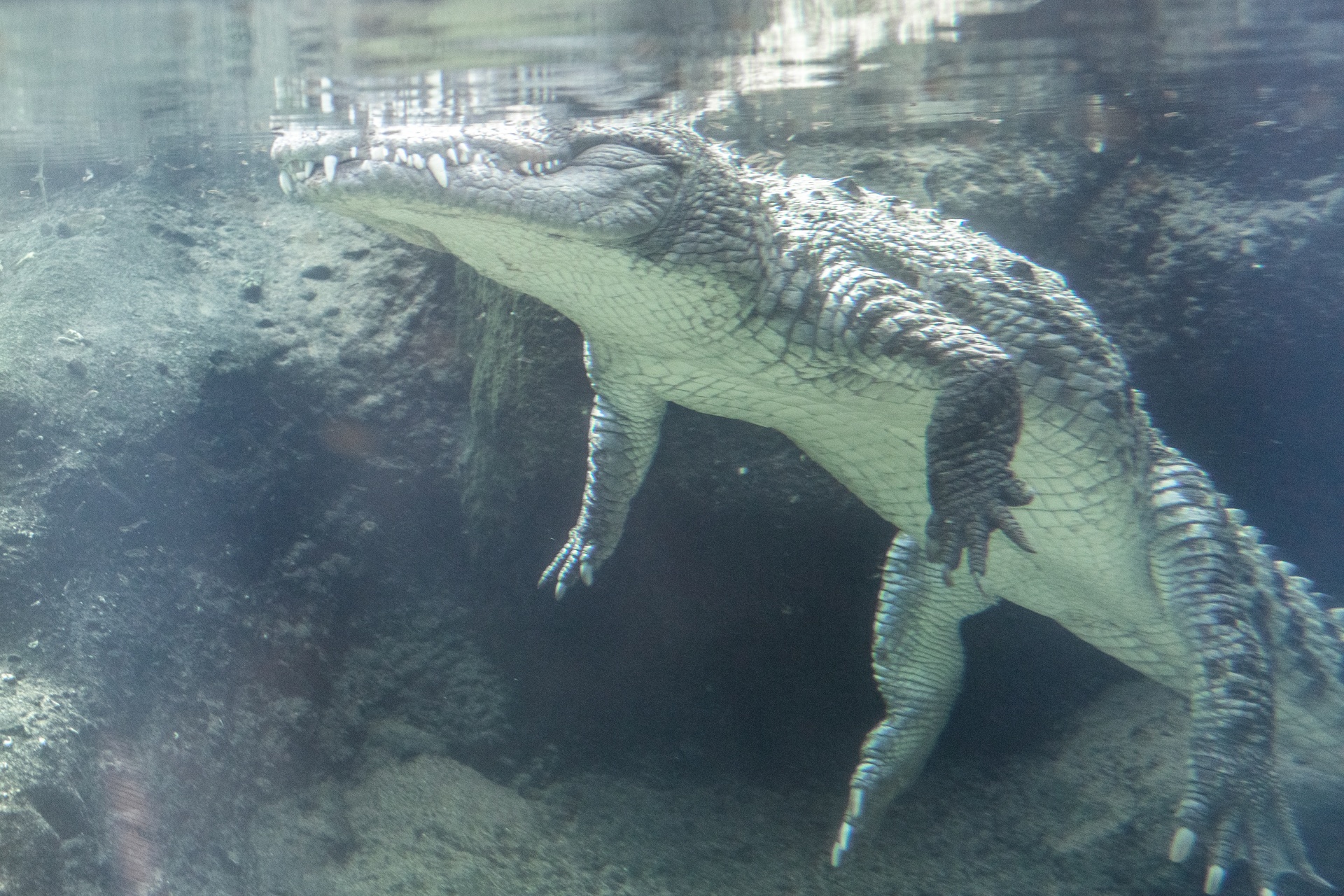 Krokodyl pod wodą
