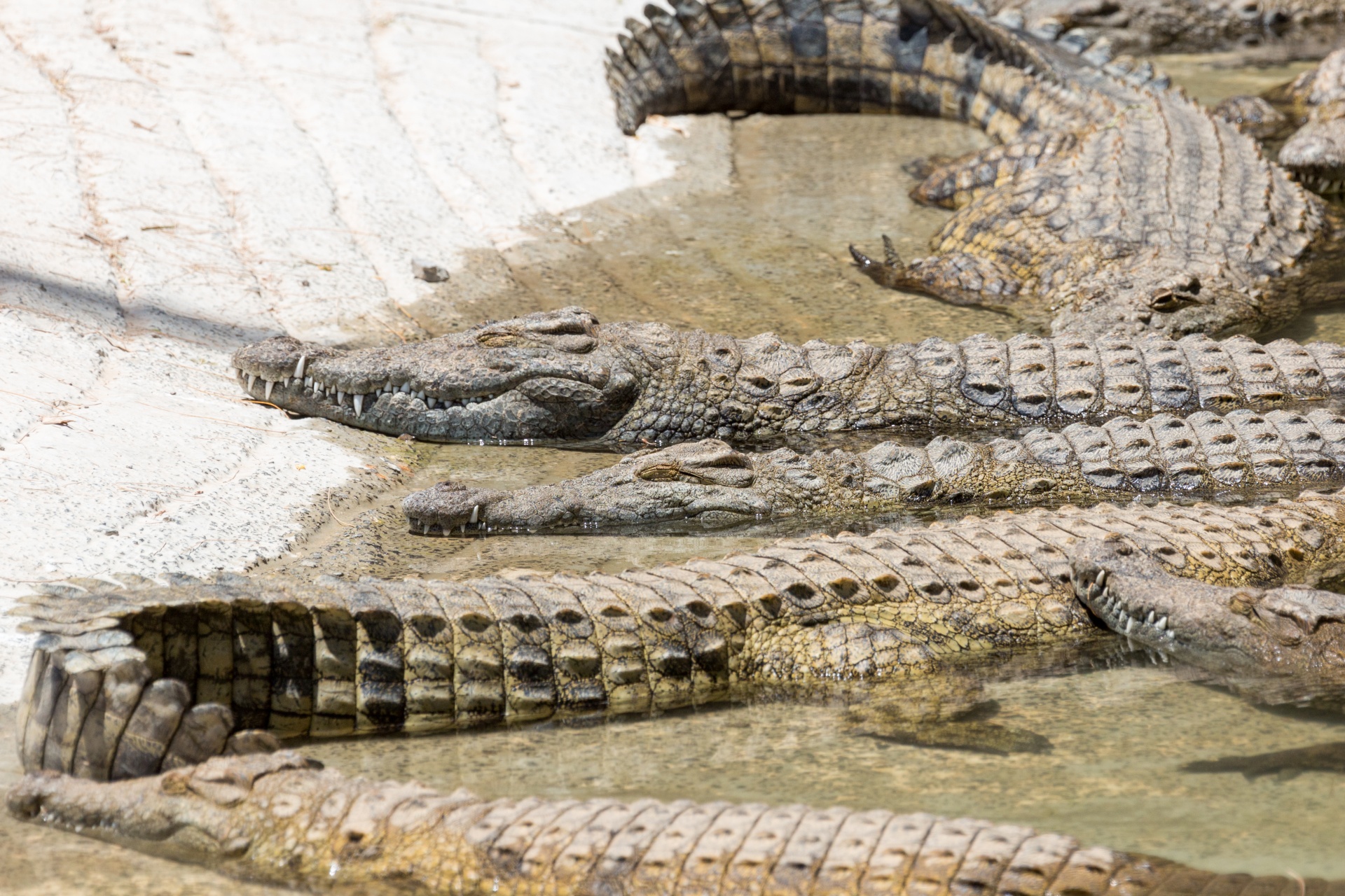 Crocodilii care se bat la soare