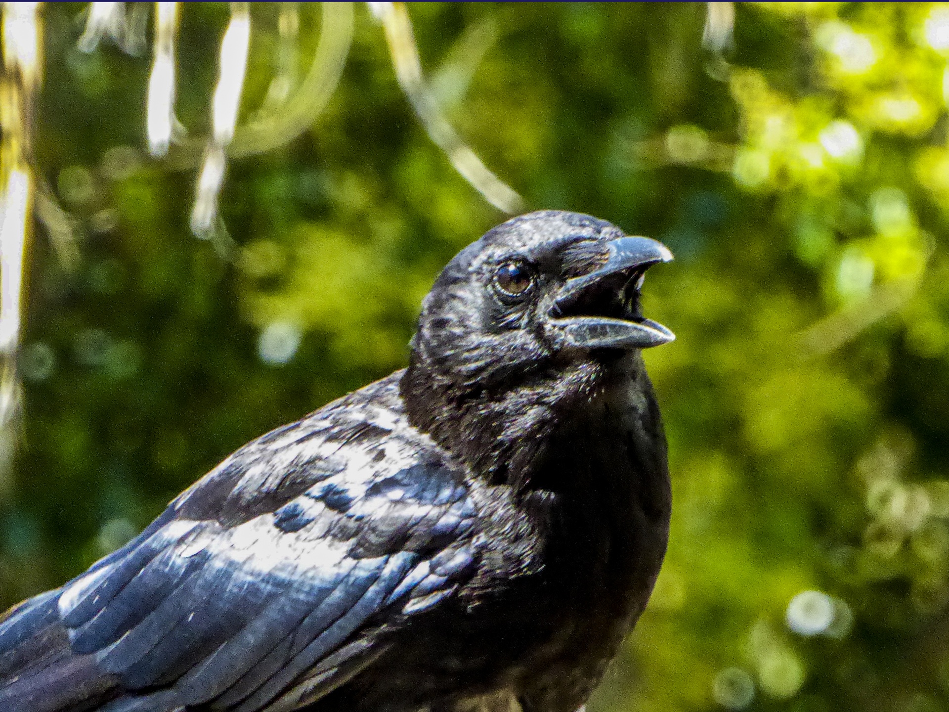 Retrato de pássaro corvo