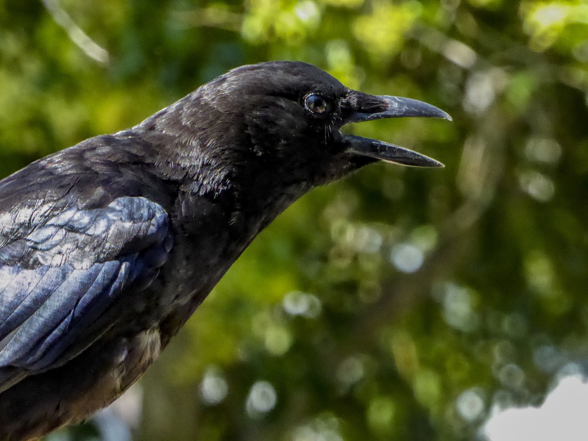 Crow Bird Portrait