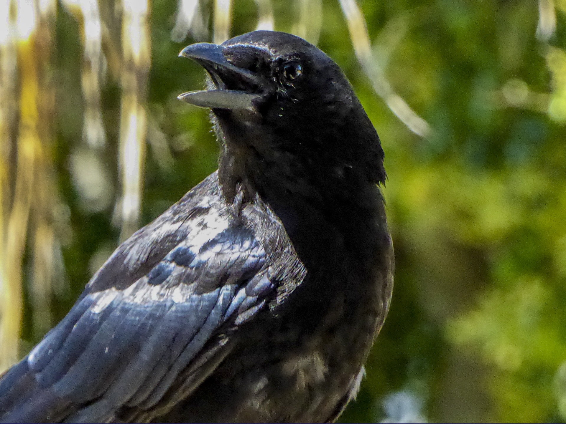 Crow Bird Portrait