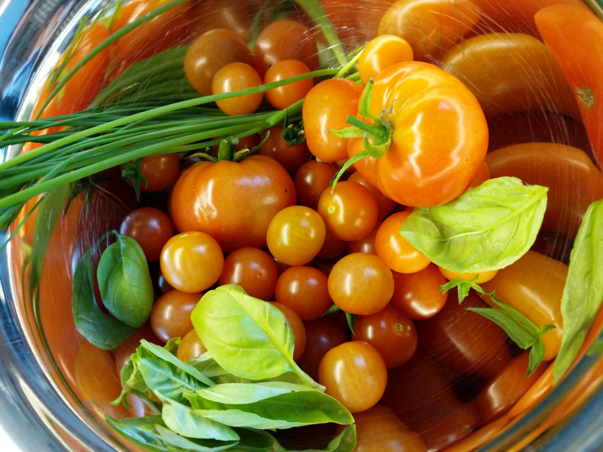 Zbiór pomidorów w ogrodzie