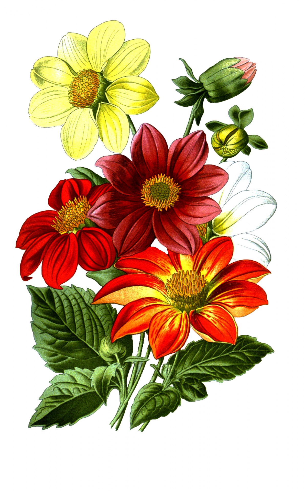 Dahlia Květiny Vintage Kresba