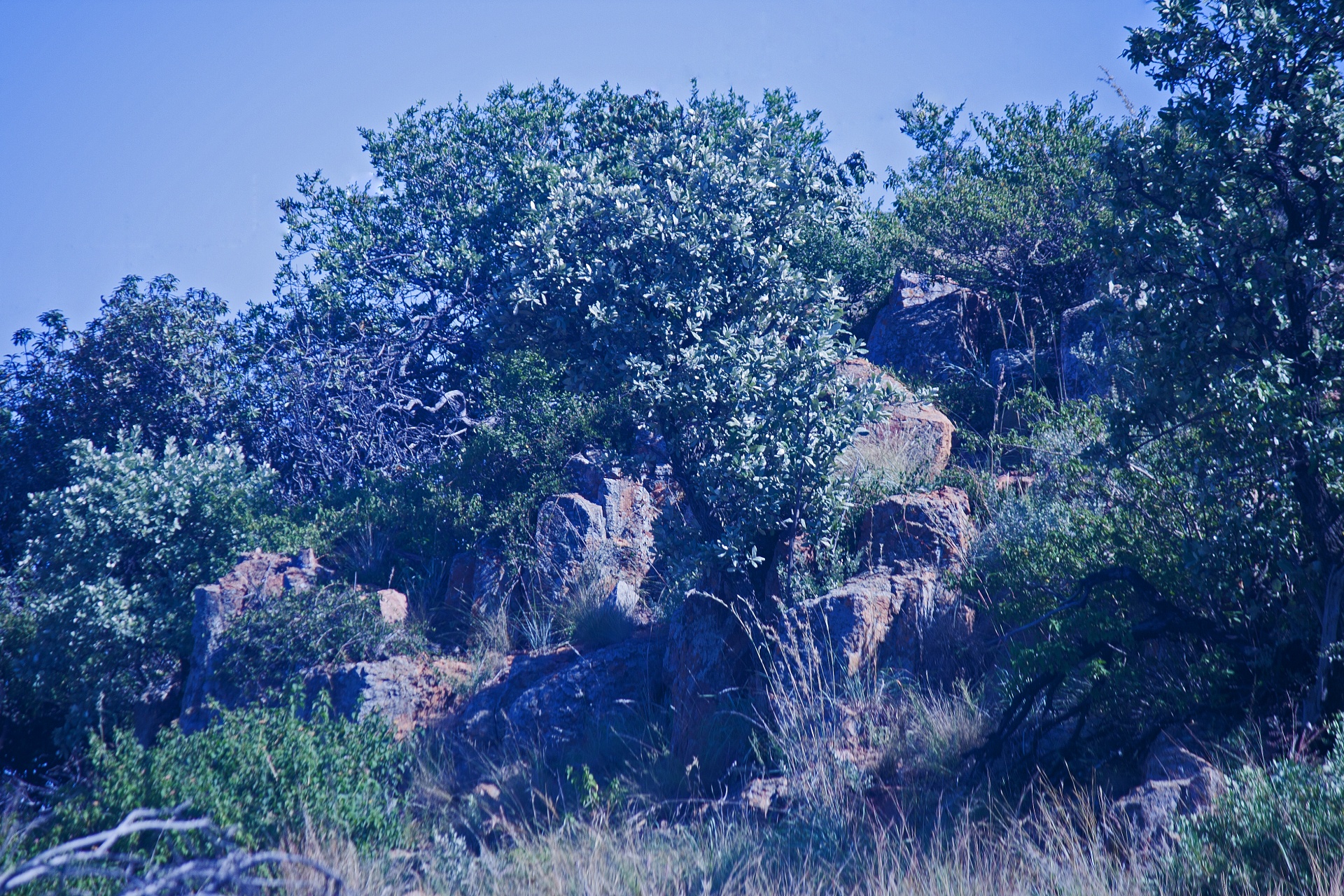 Vegetação densa em uma colina rochosa