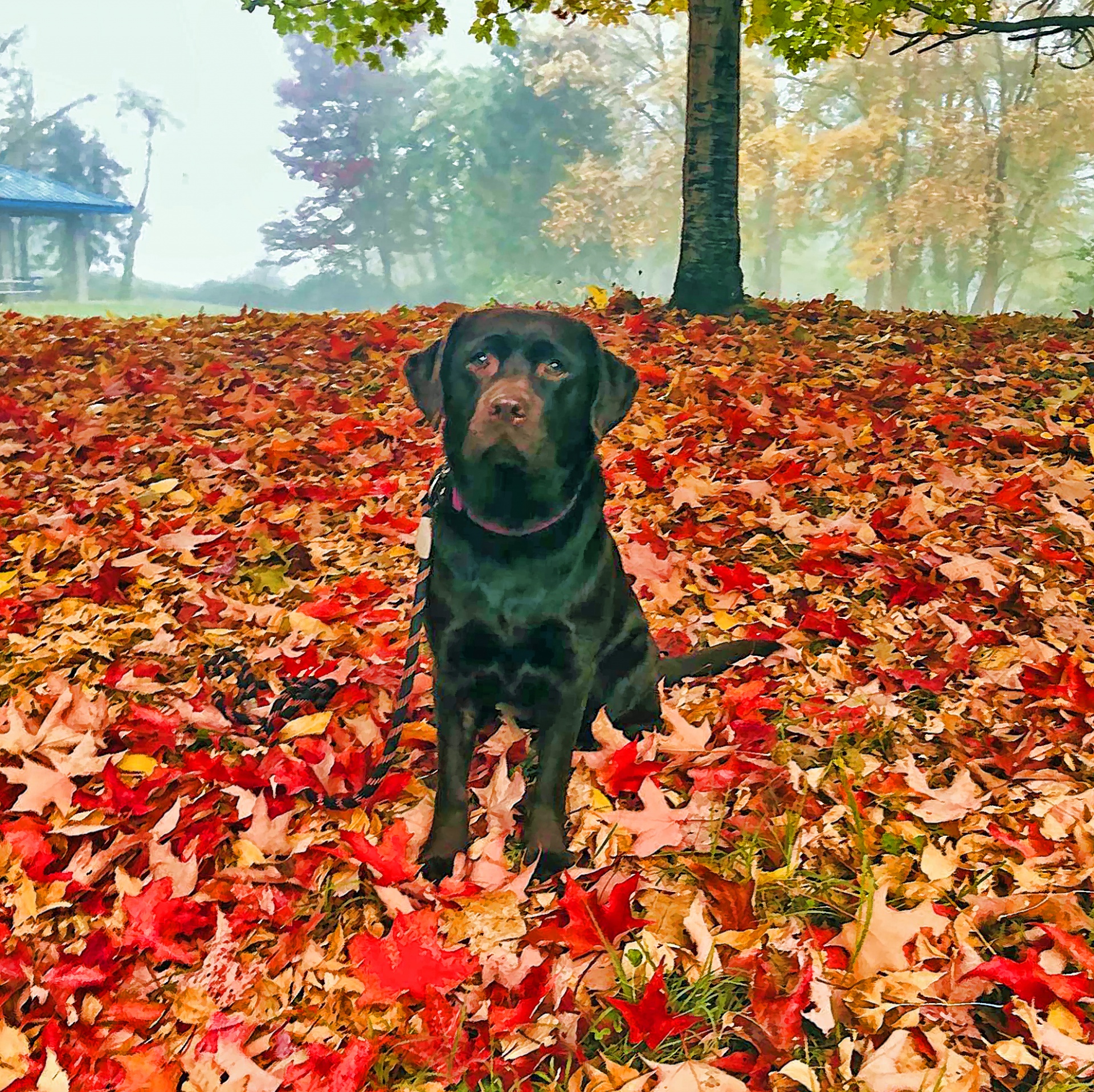Perro en hojas de otoño