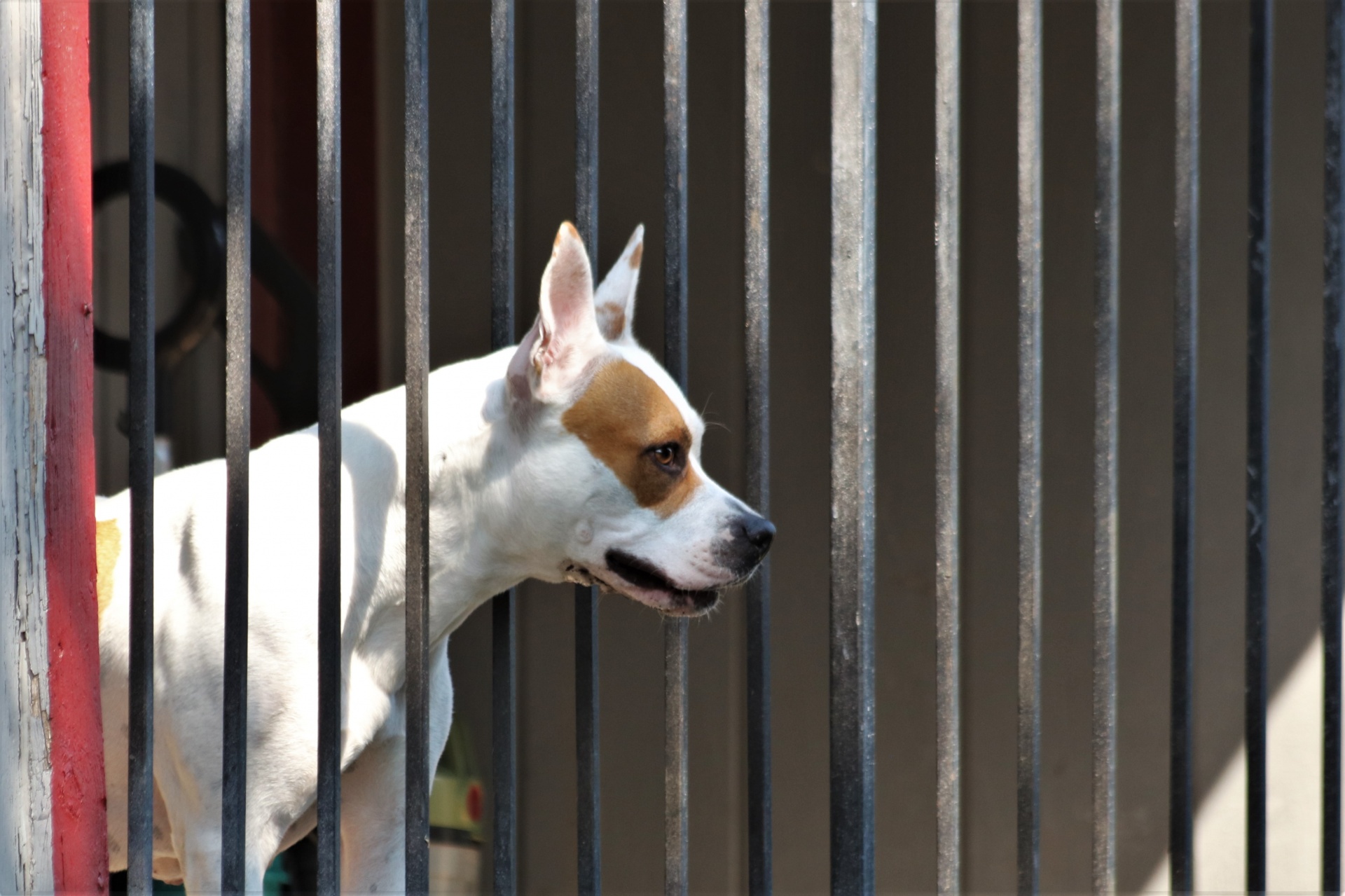 Cachorro olhando através do portão de ba