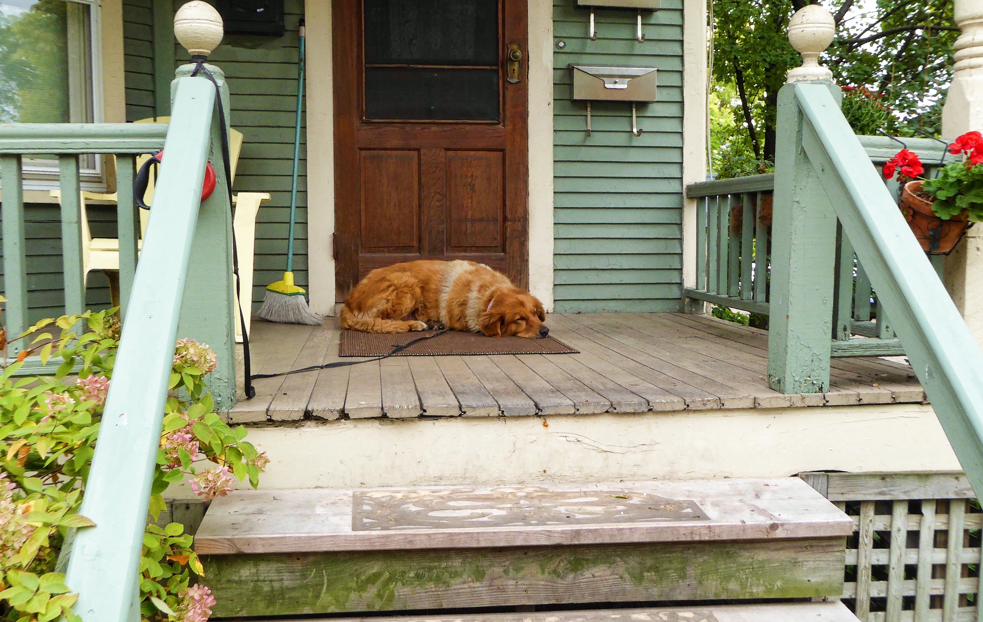 Pes spí na verandě
