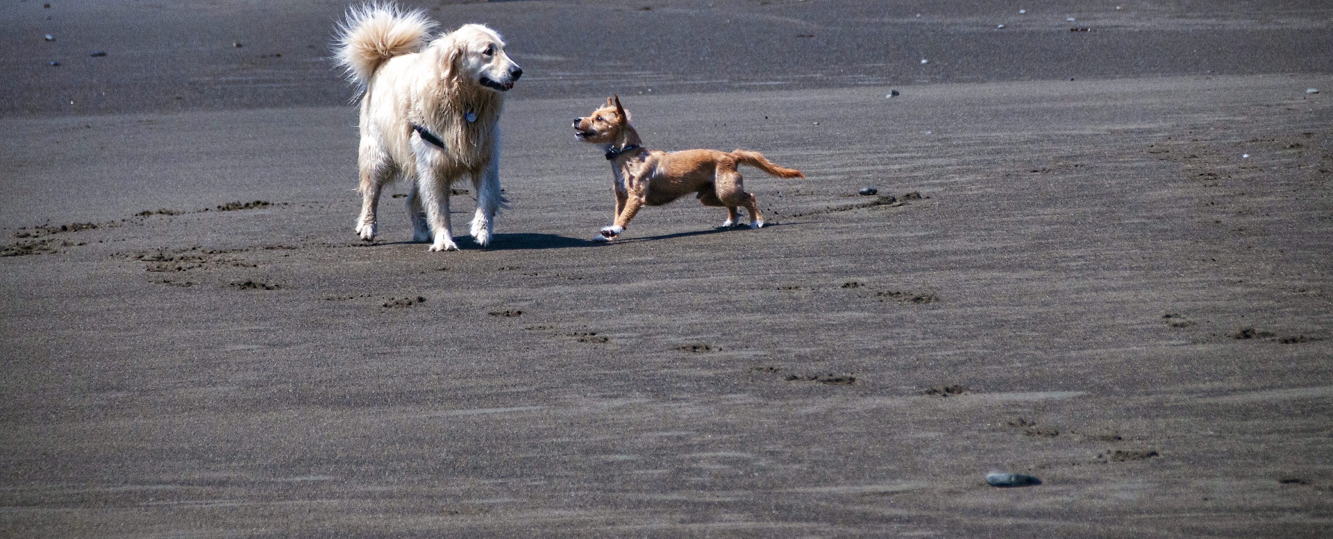 Psi při hraní na pláži