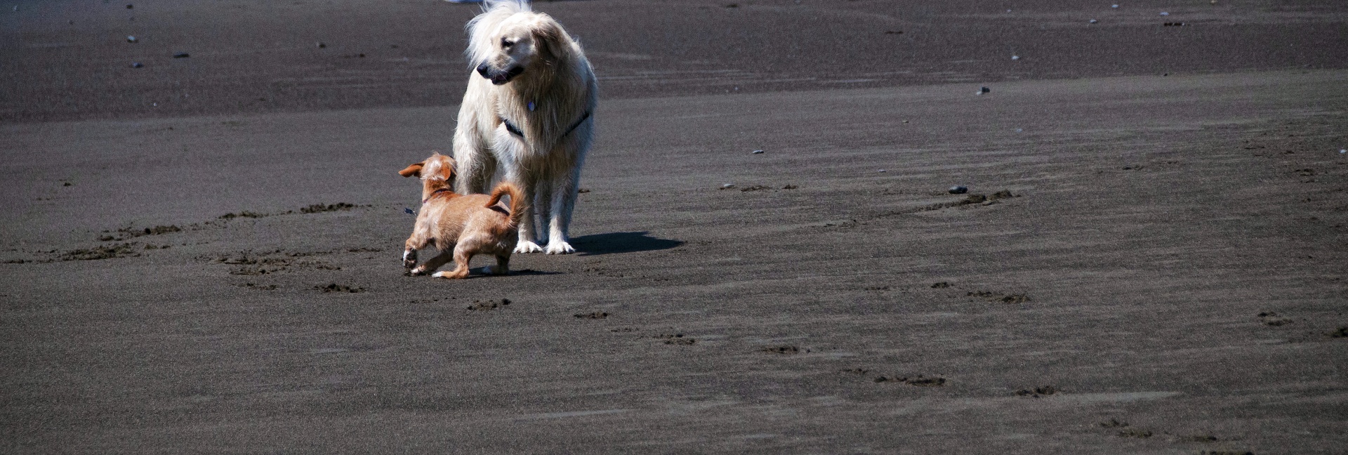Cães brincando na praia