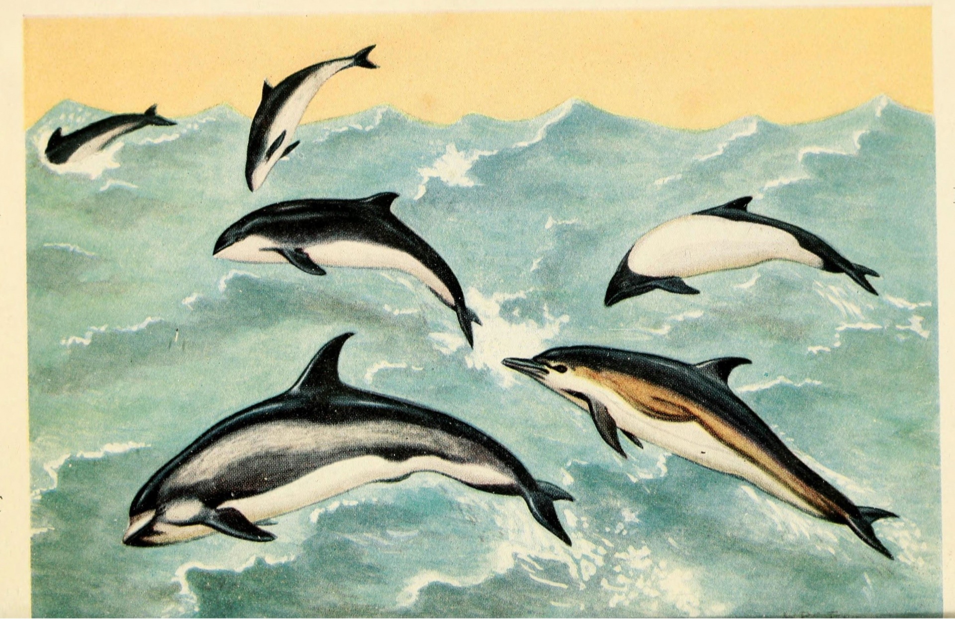 Delfines y ballenas