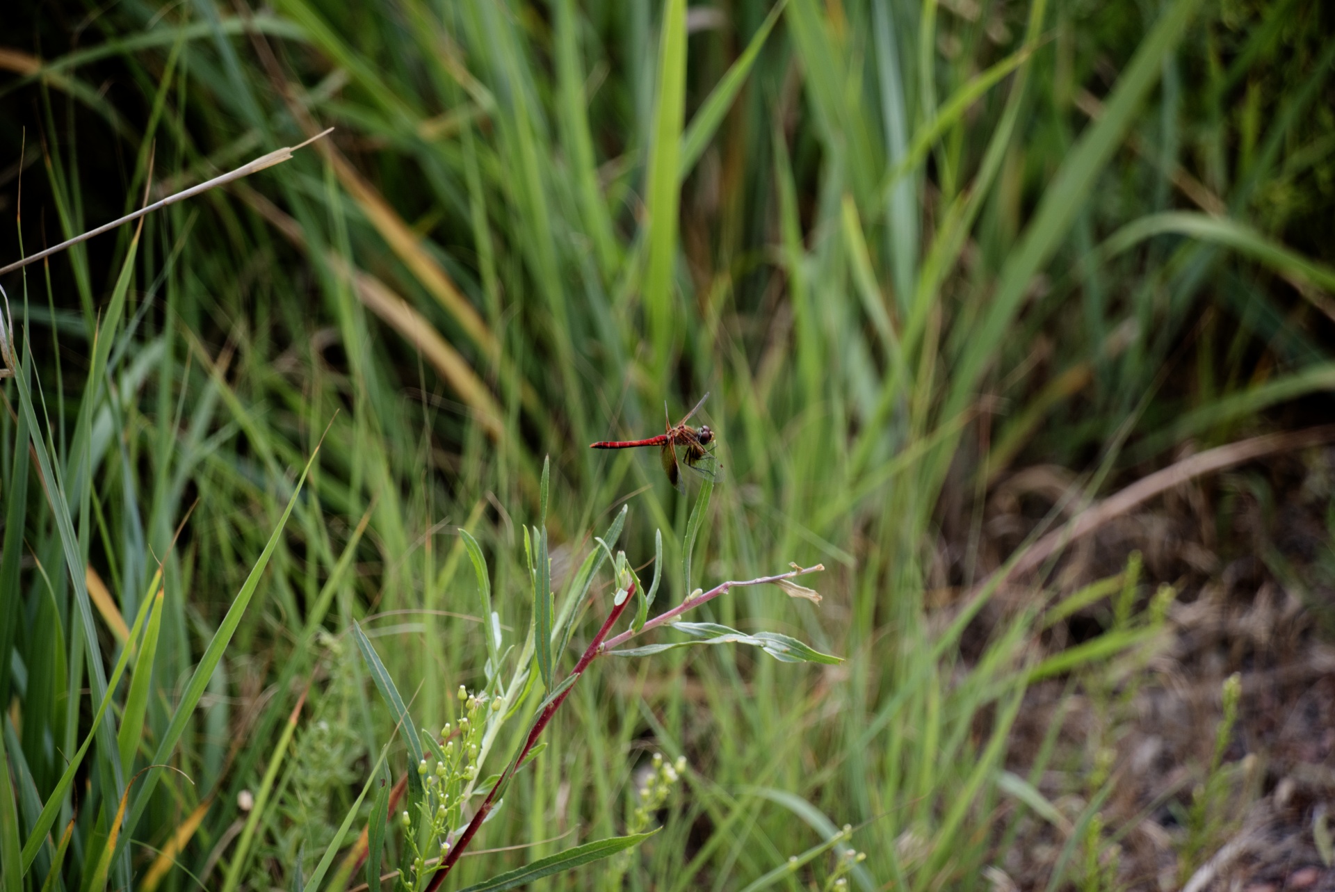 Vážka na trávě
