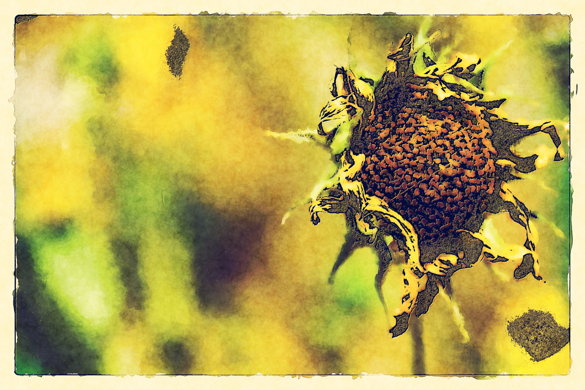 Sušená slunečnice