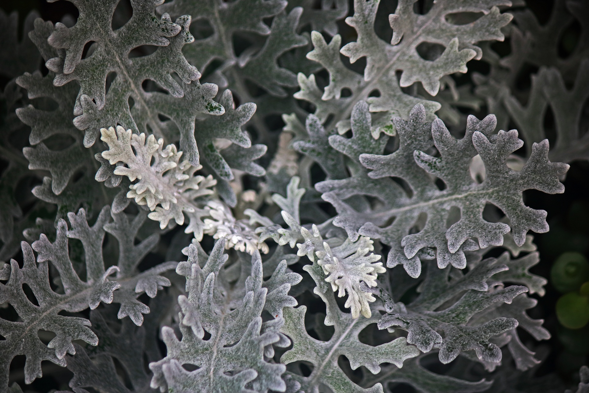 Planta miller polvorienta con hojas gris