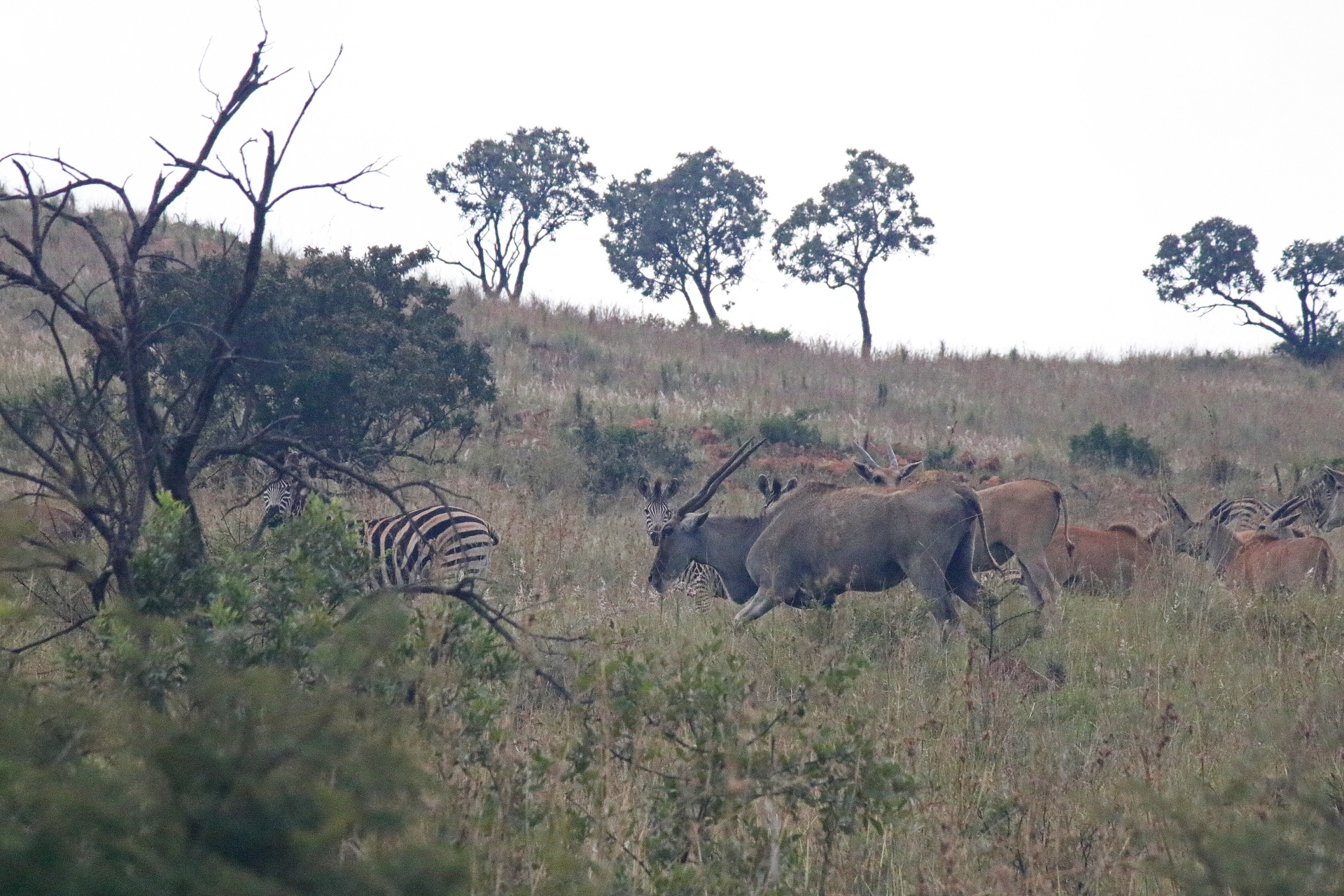 Eland a zebra pohybující se podél