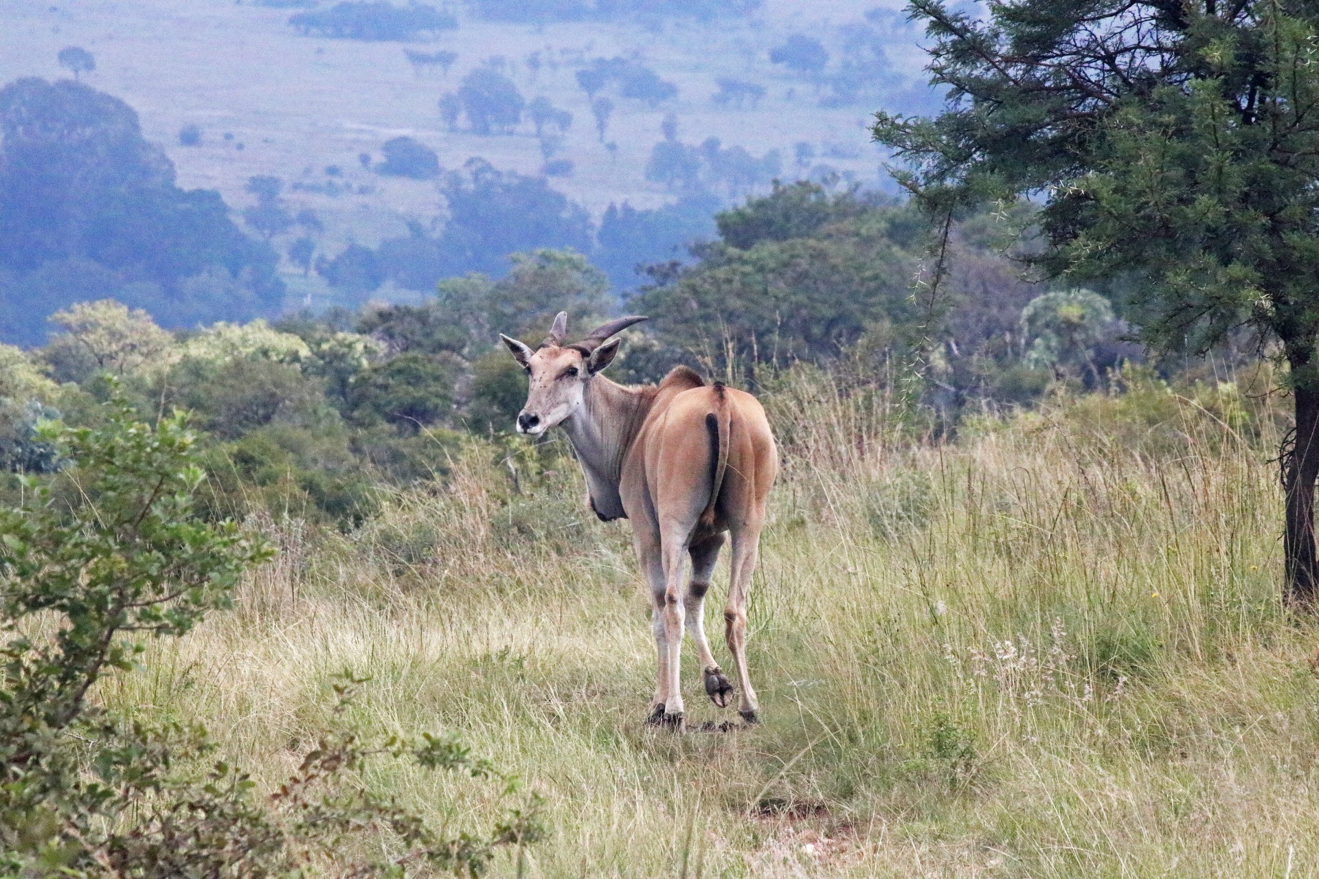 Eland antilopy v dlouhé trávě