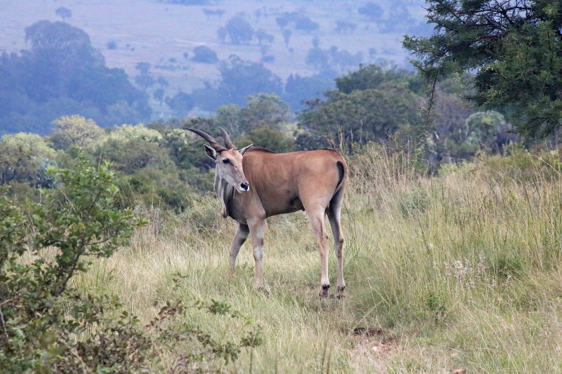 Eland antilopy v dlouhé trávě