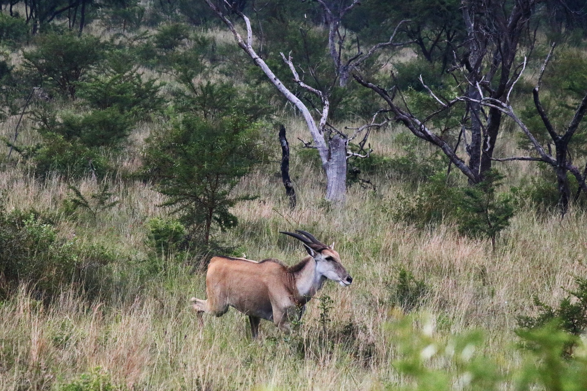 Antilopa elandu v otevřených lesích