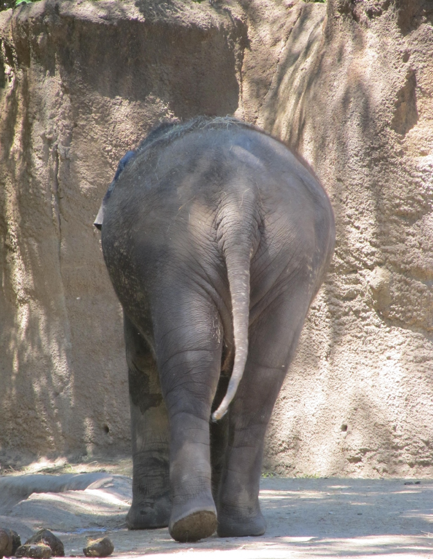 Slon