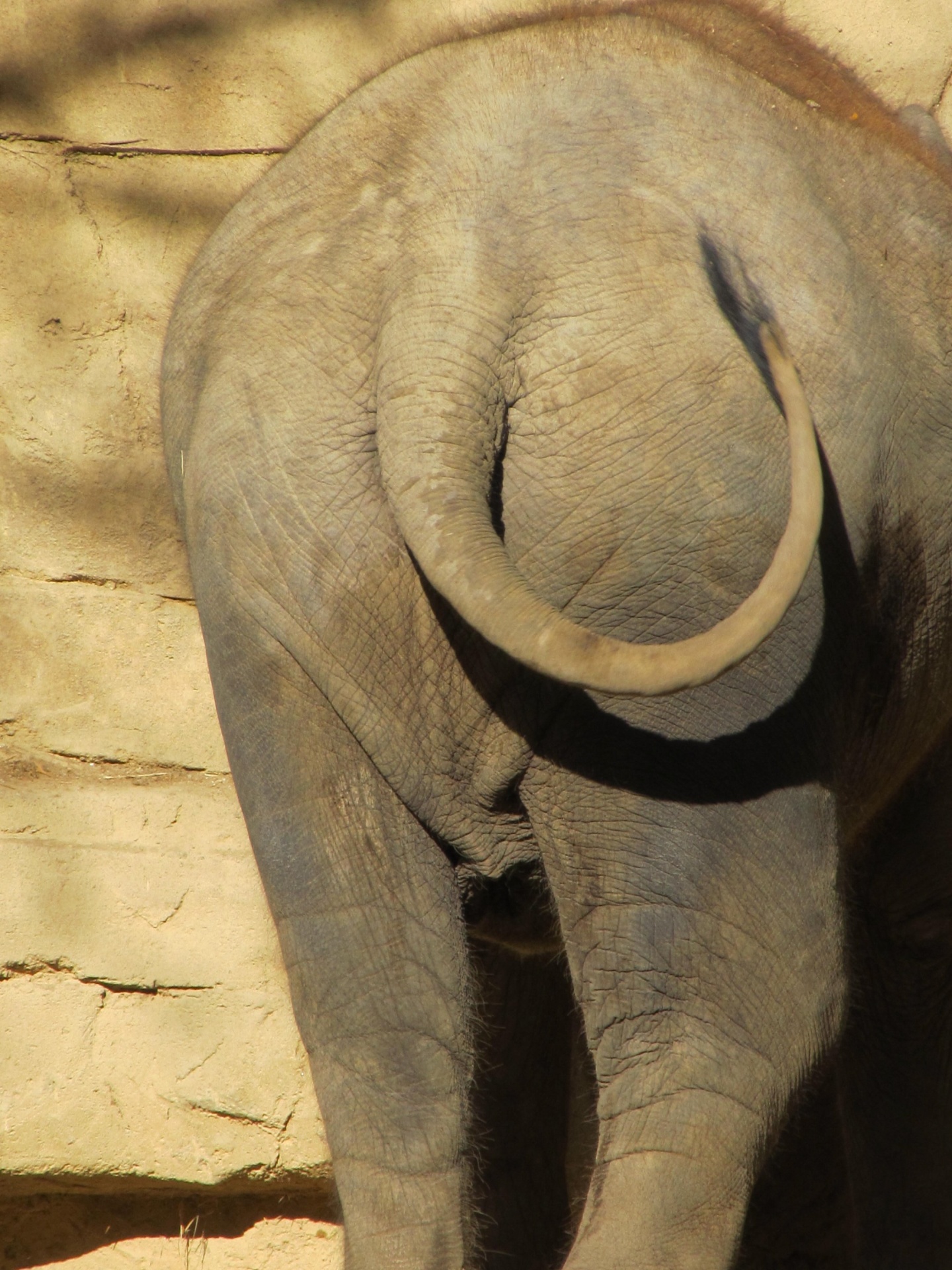 Elephant Tail Free Stock Photo - Public Domain Pictures