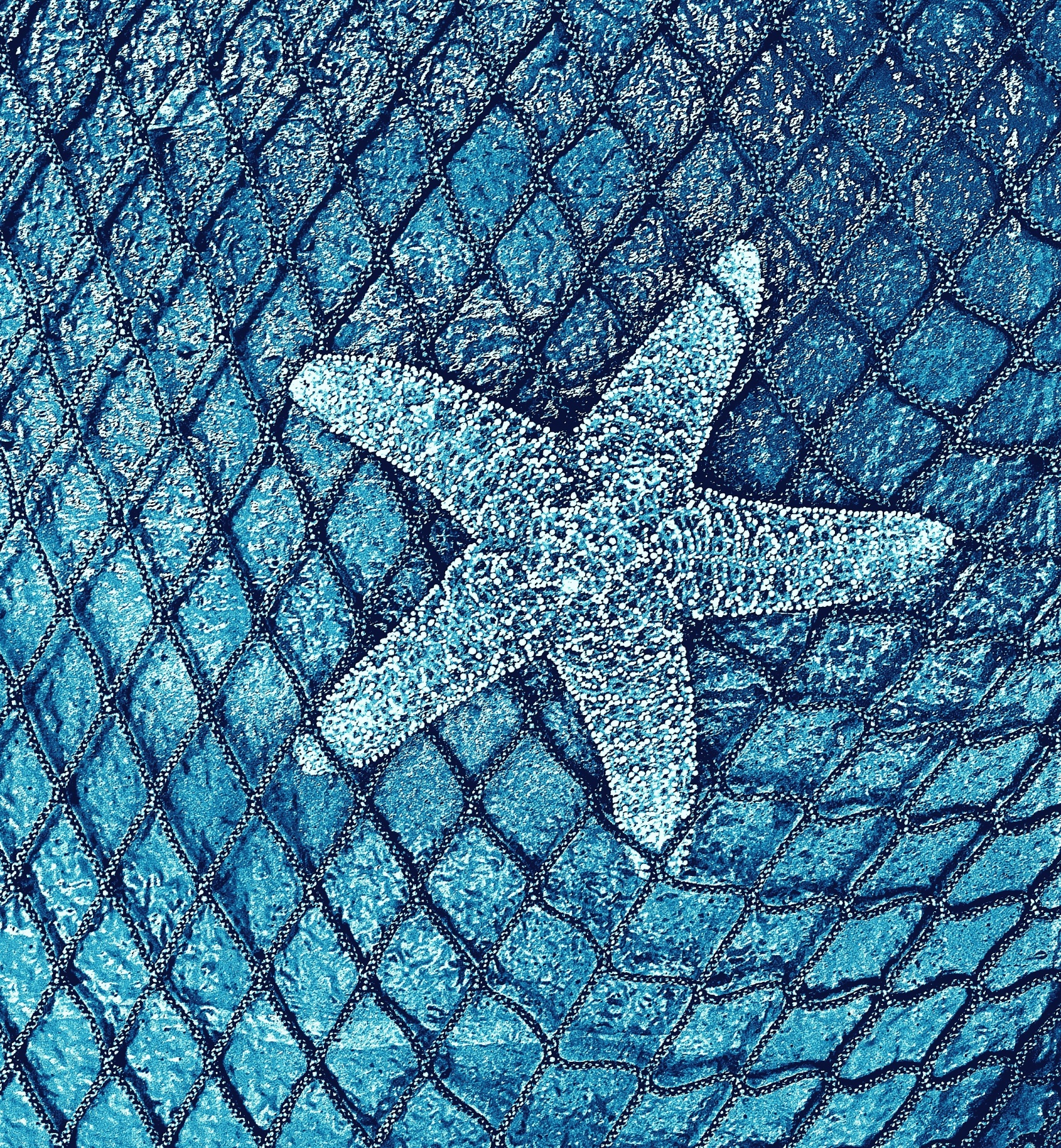 Starfish - 2