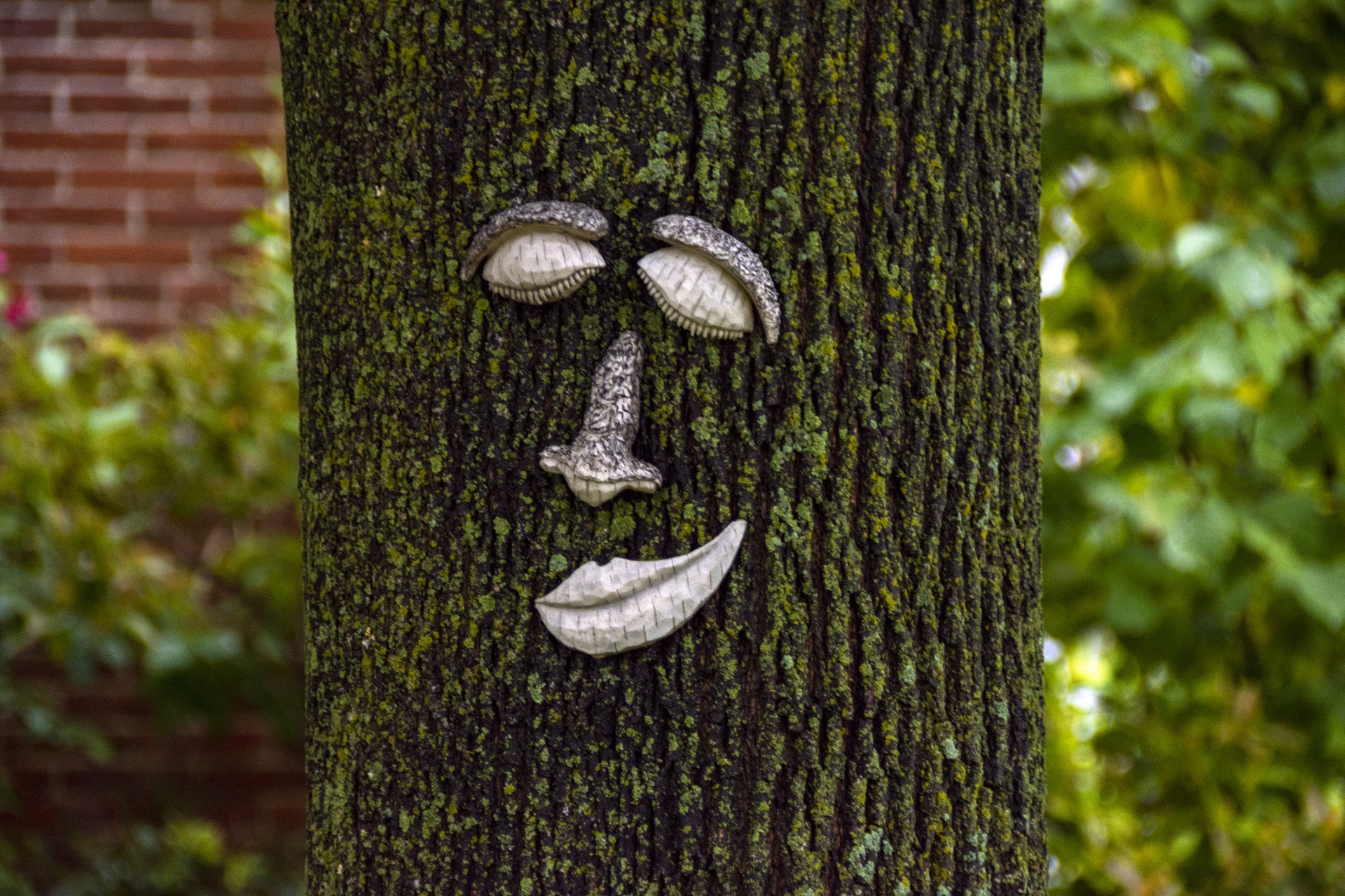 Tvář na stromě