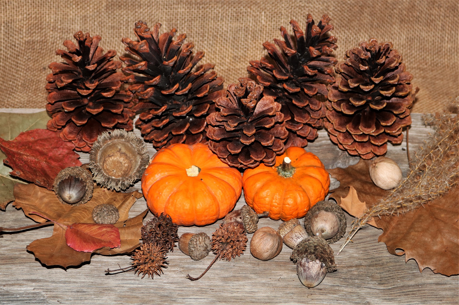 Podzimní kolekce na dřevo