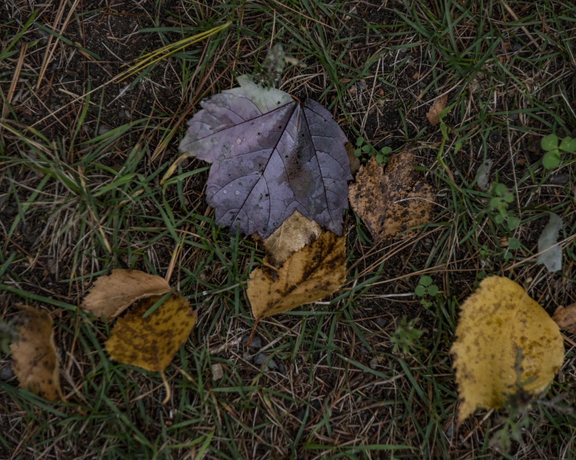 Hojas de otoño en la hierba