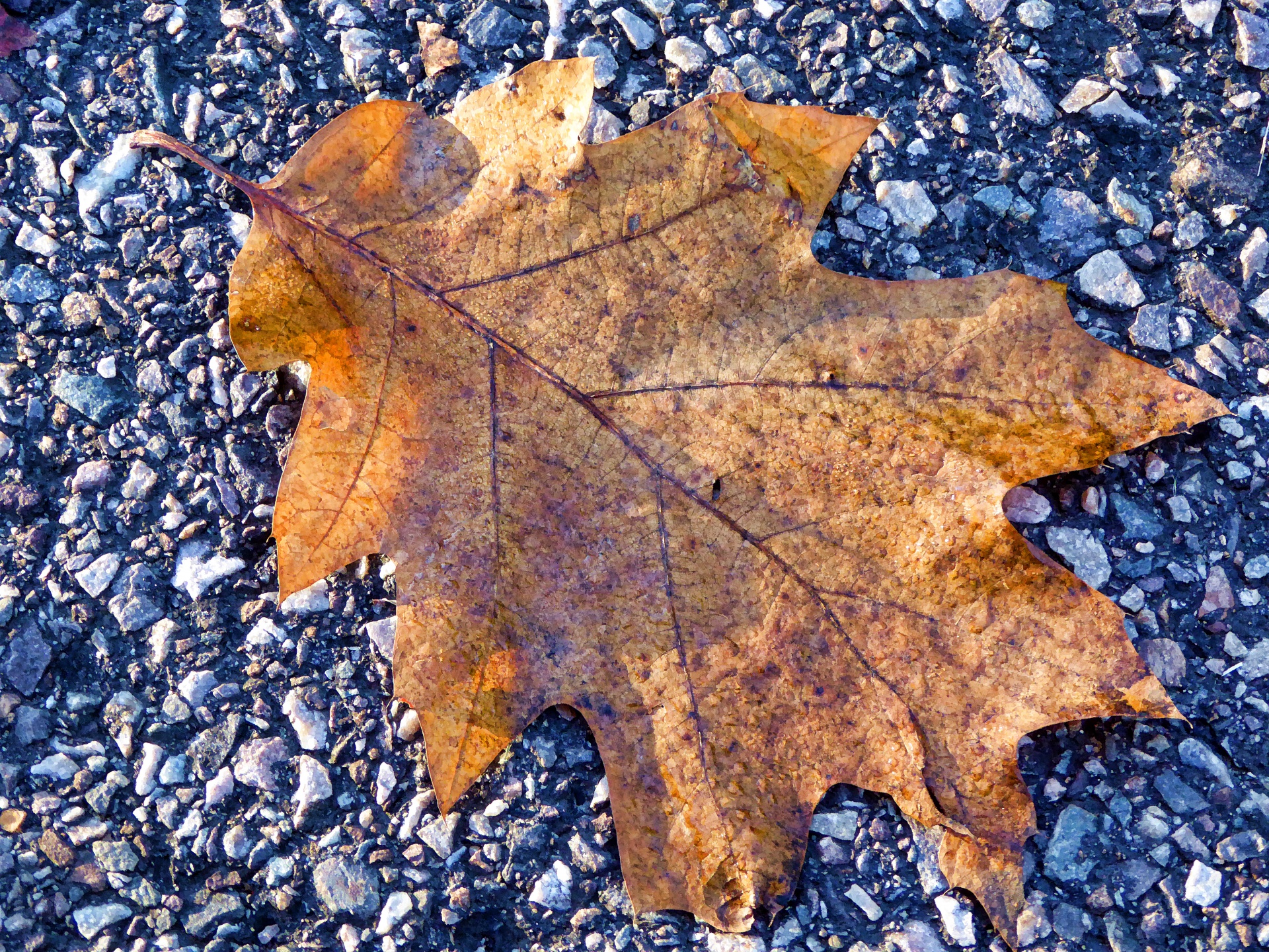 Fallen Oak Leaf