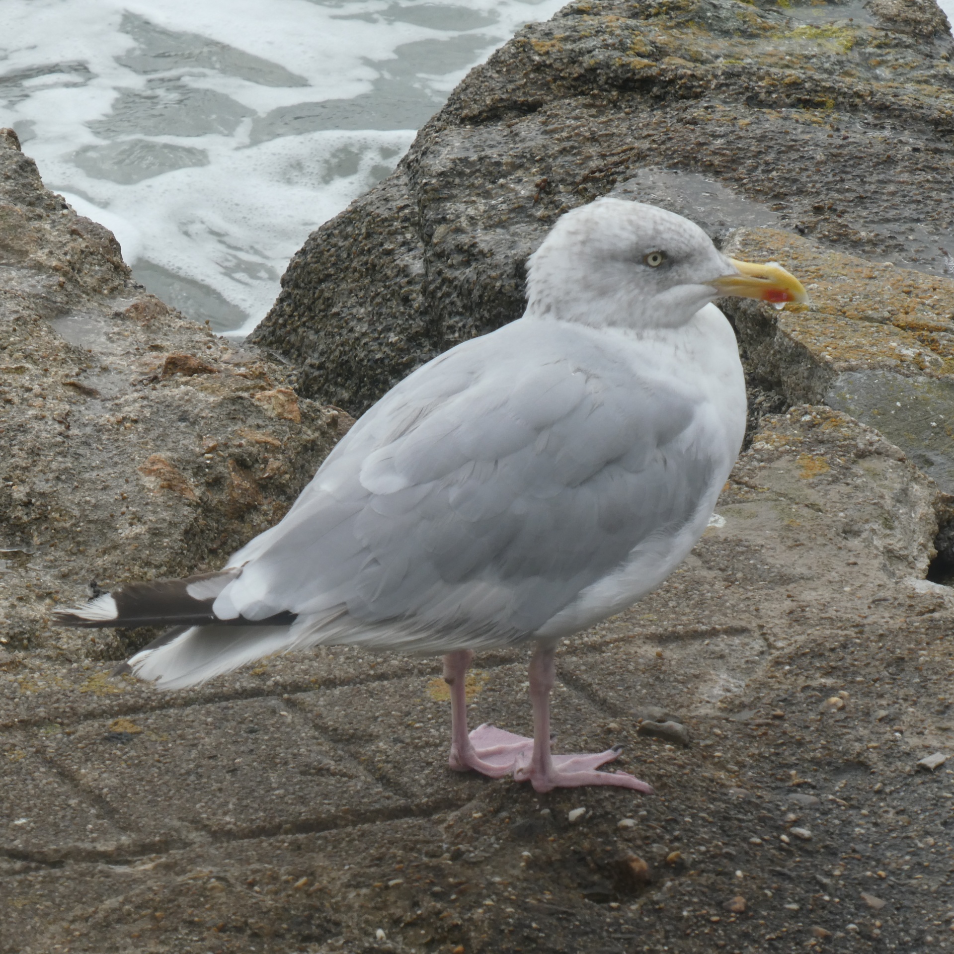 Marine Fauna, Gull