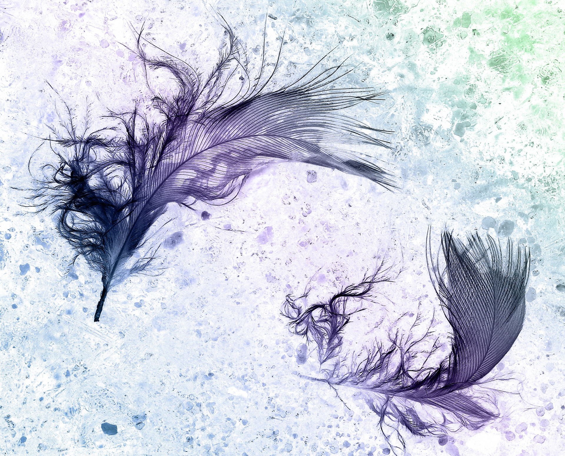 Feathers Abstract Colorful Background