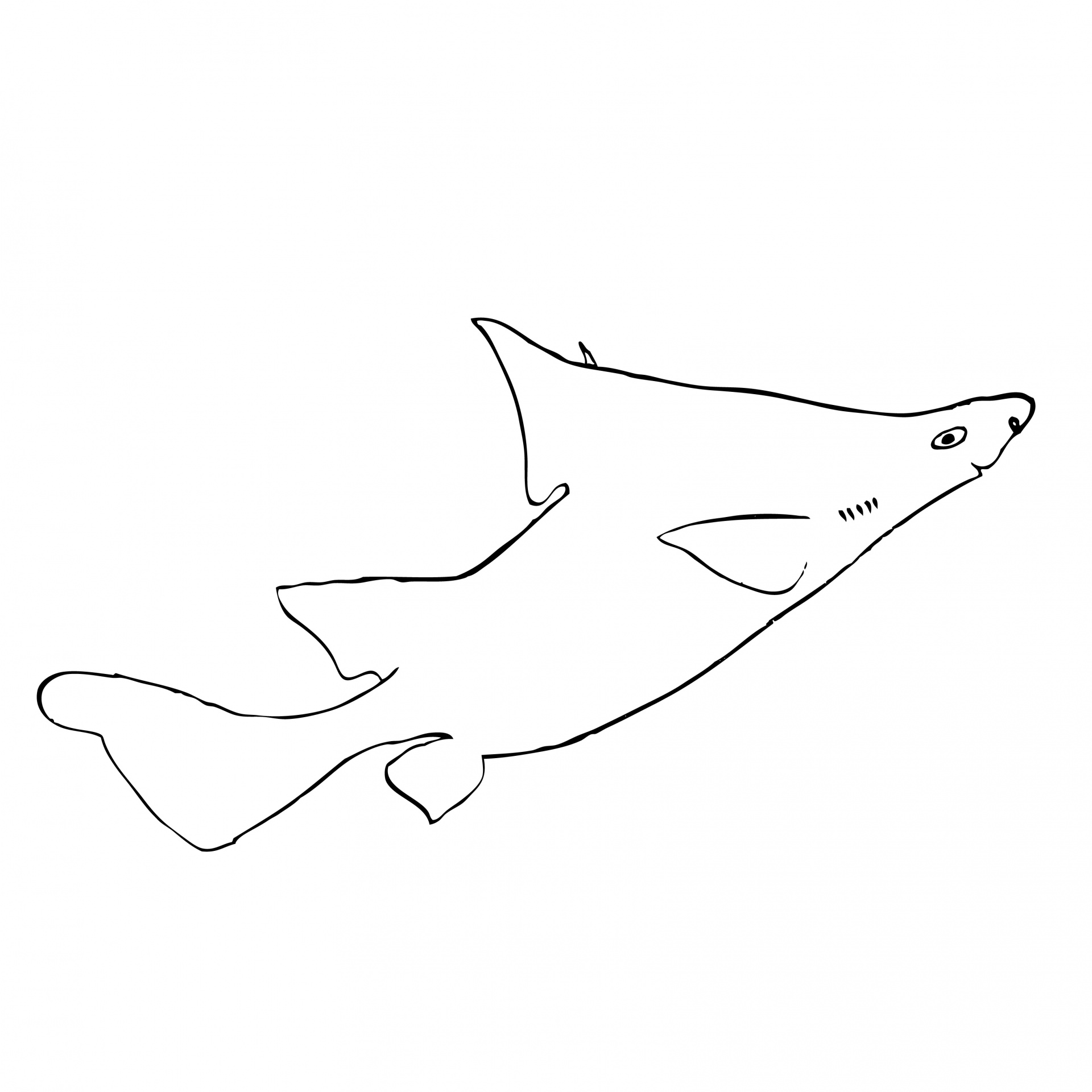 Ryby, obrys dogfish