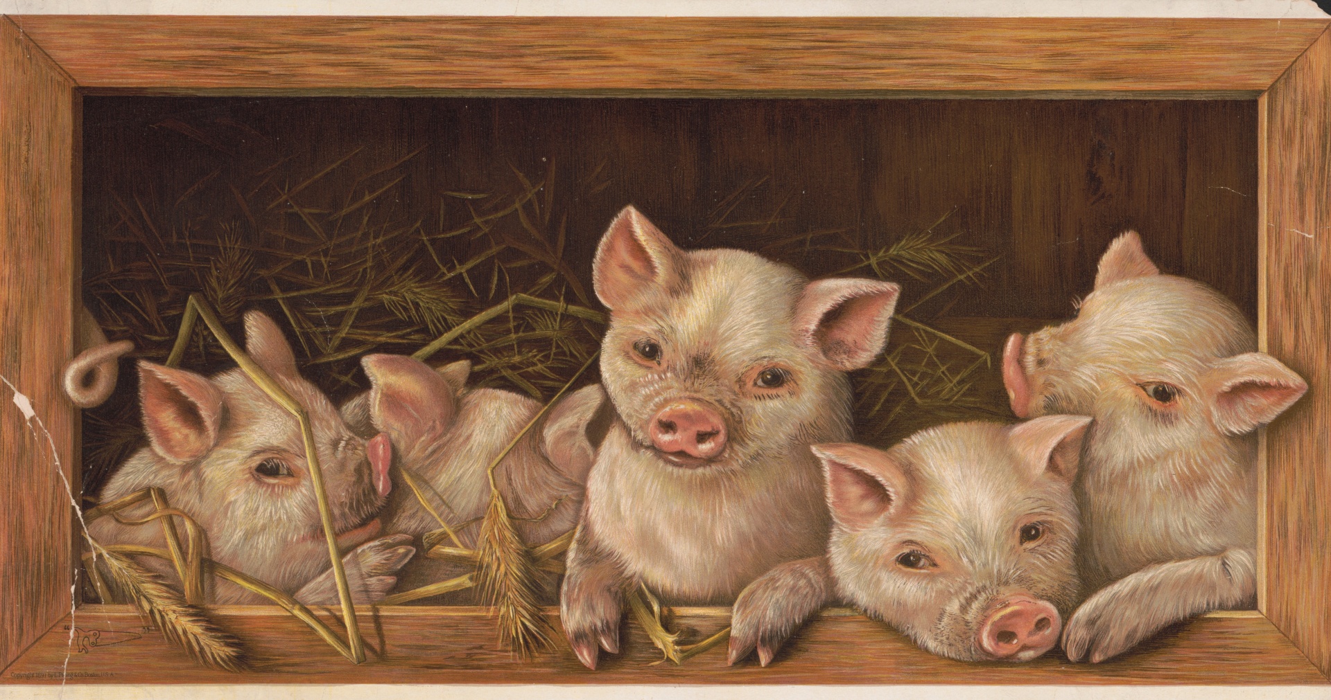 Cinci porci drăguți 1891