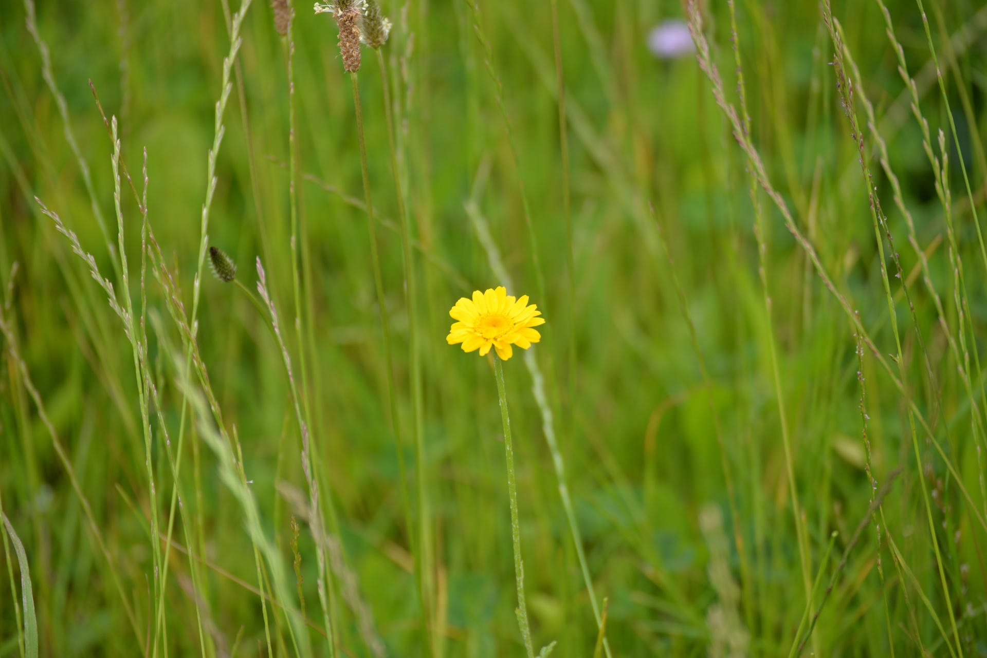 Flor isolada em um campo