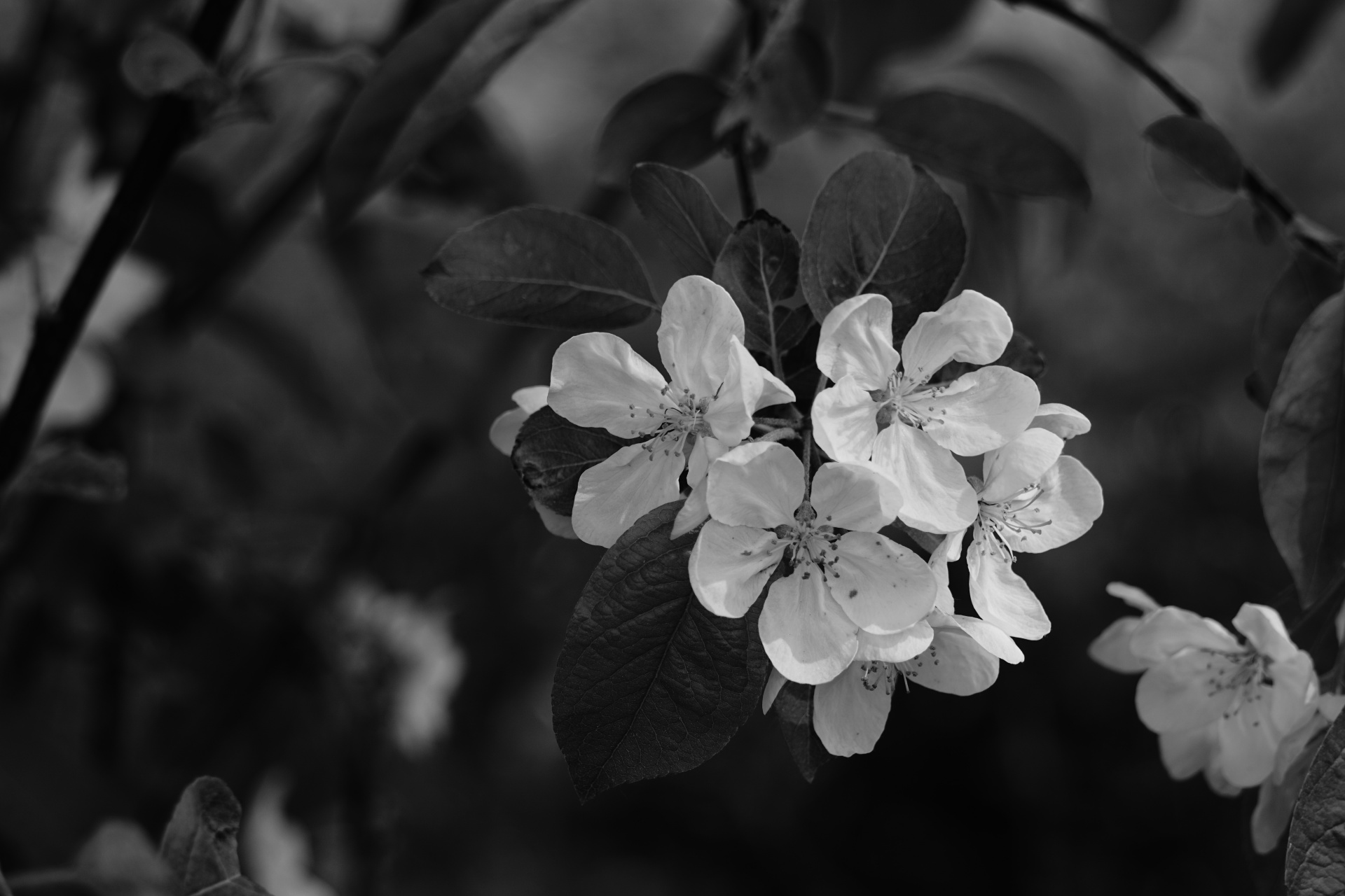 Flores de maçã na primavera