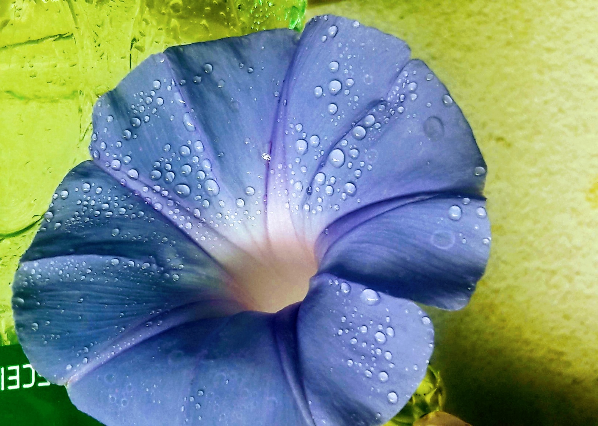 Flor lilás da corriola